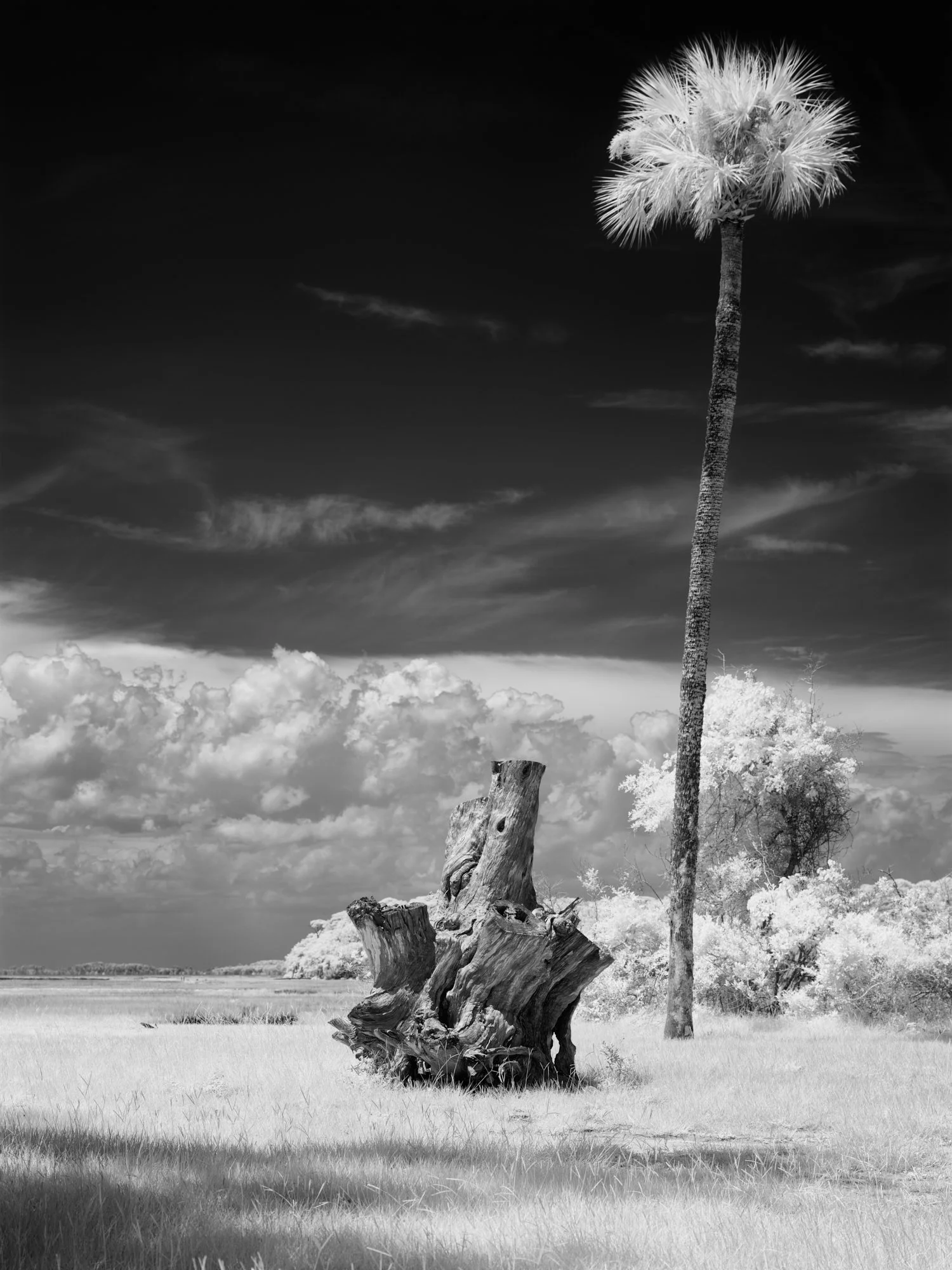 Infrared lone palm and weathered stump under a darkening sky, Kingsley Plantation, Florida. Phase One Achromatic