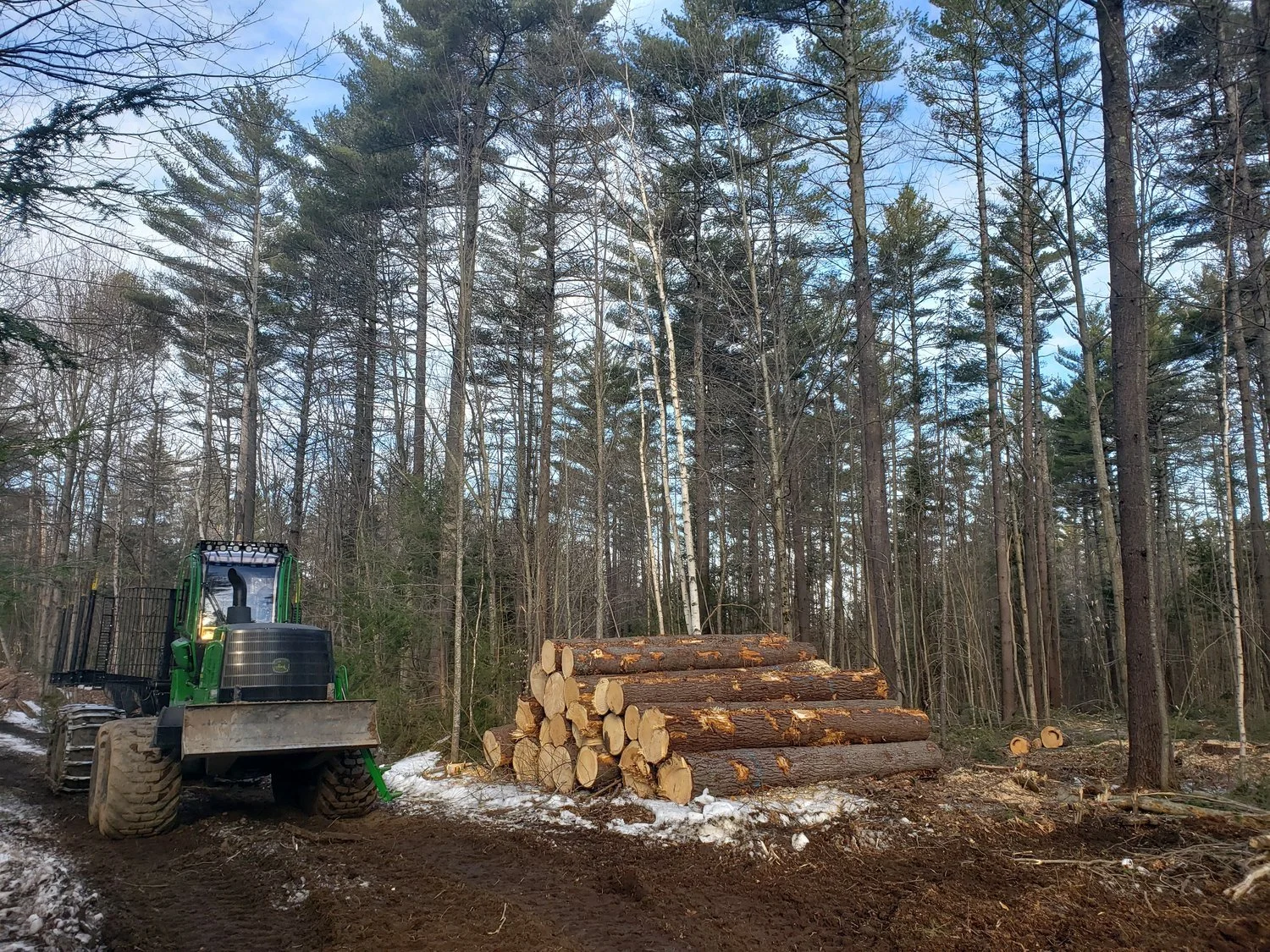 Timber-Harvesting_LG.jpg