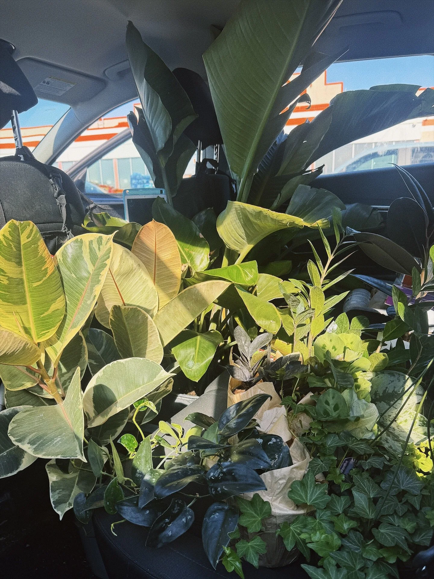A back seat full of leafy new coworkers. 🌱

Each of these little guys is on their way to a new home: a space that&rsquo;s quietly coming to life behind the scenes.

I&rsquo;ve been dreaming, designing, and planting the roots (literally) of something