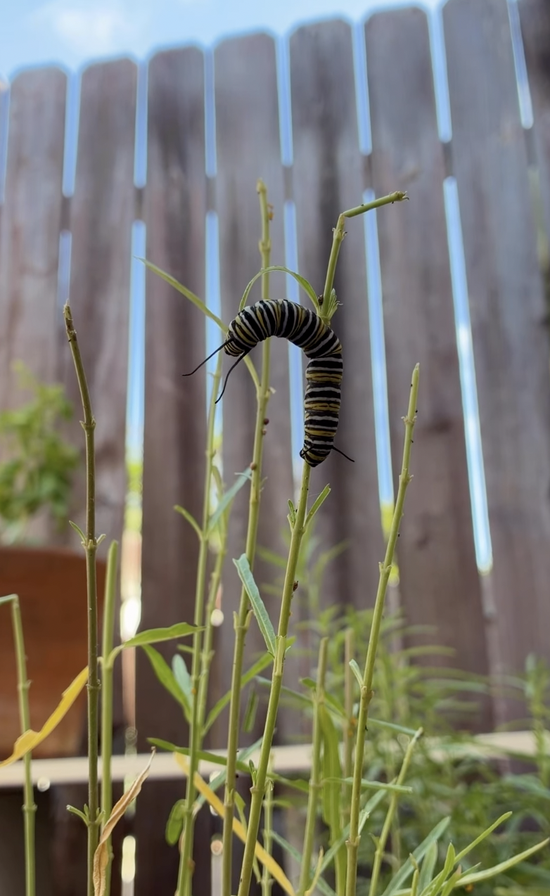 Raising caterpillars into Monarch butterflies with children