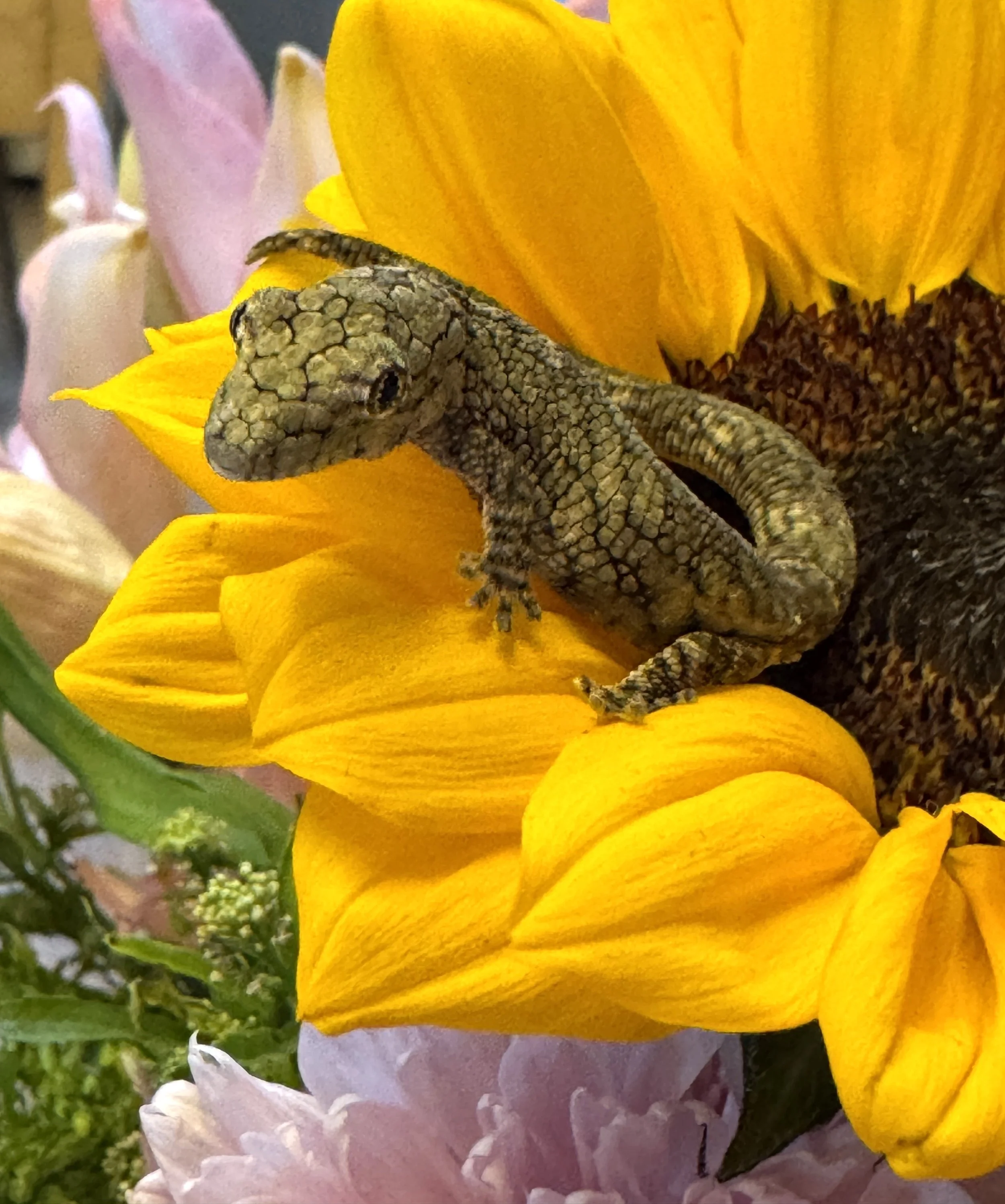 Eurydactylodes Vieillardi - Male (25EV-6) - Granite