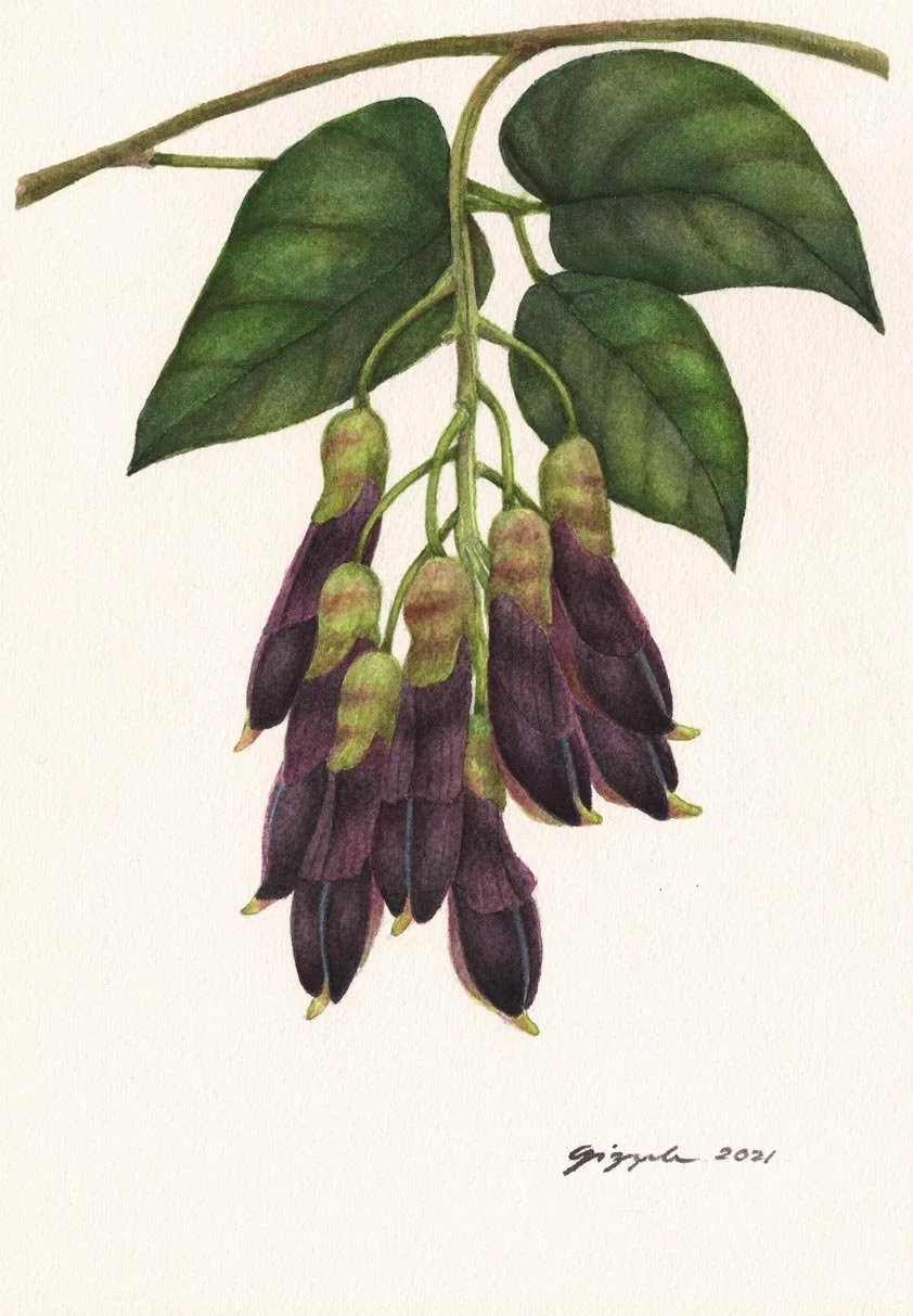 Nipay-itim, 2021 Watercolor on paper, 7”x10”