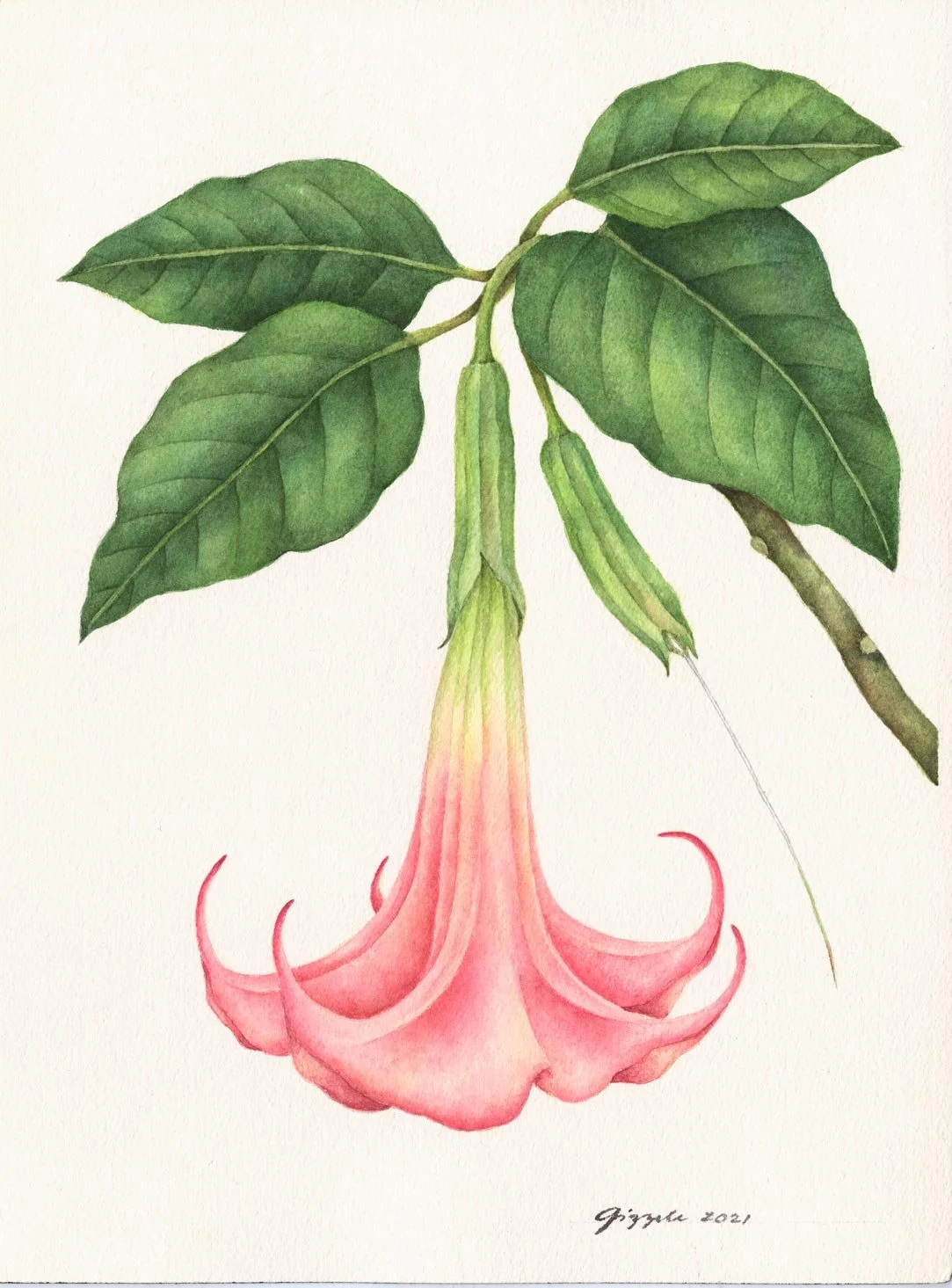 Angel's Trumpet, 2021
Watercolor on paper, 9”x12”