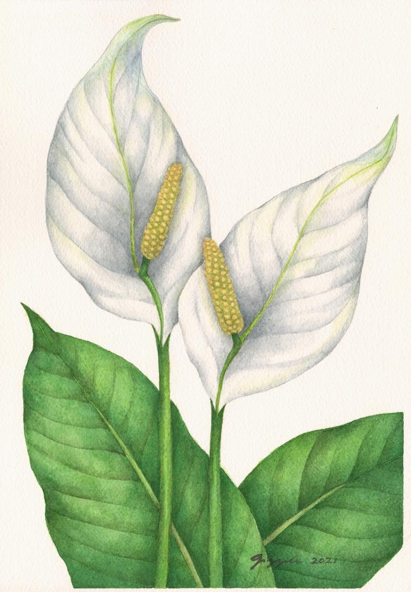 Philippine Peace Lily, 2021
Watercolor on paper, 7”x10”
