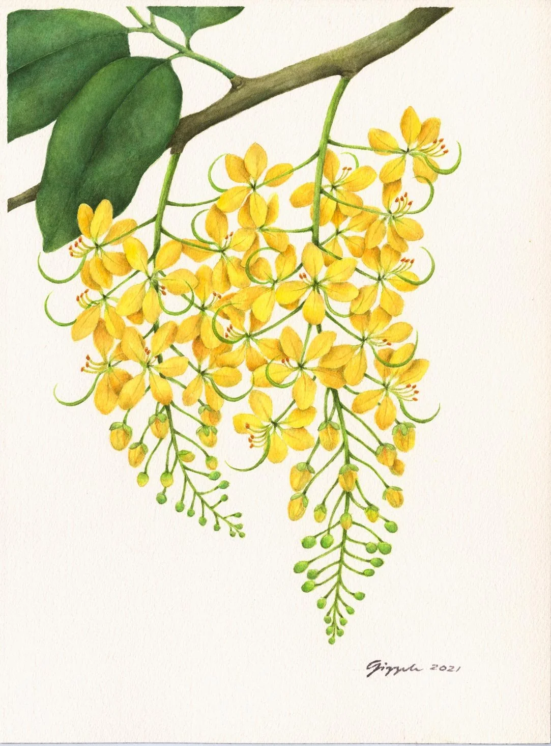 Golden Shower, 2021 Watercolor on paper, 9”x12”