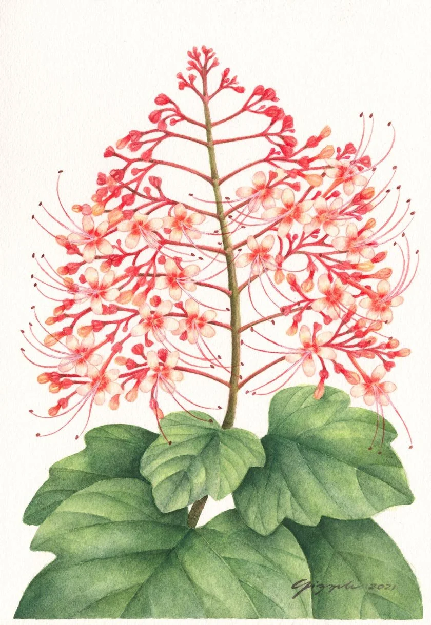 Pagoda Flower, 2021 Watercolor on paper, 7”x10”
