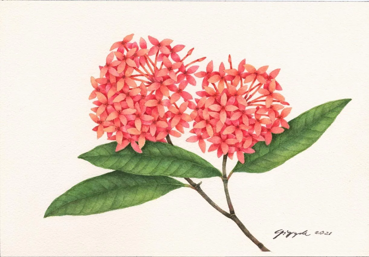 Wild Santan, 2021 Watercolor on paper, 7”x10”