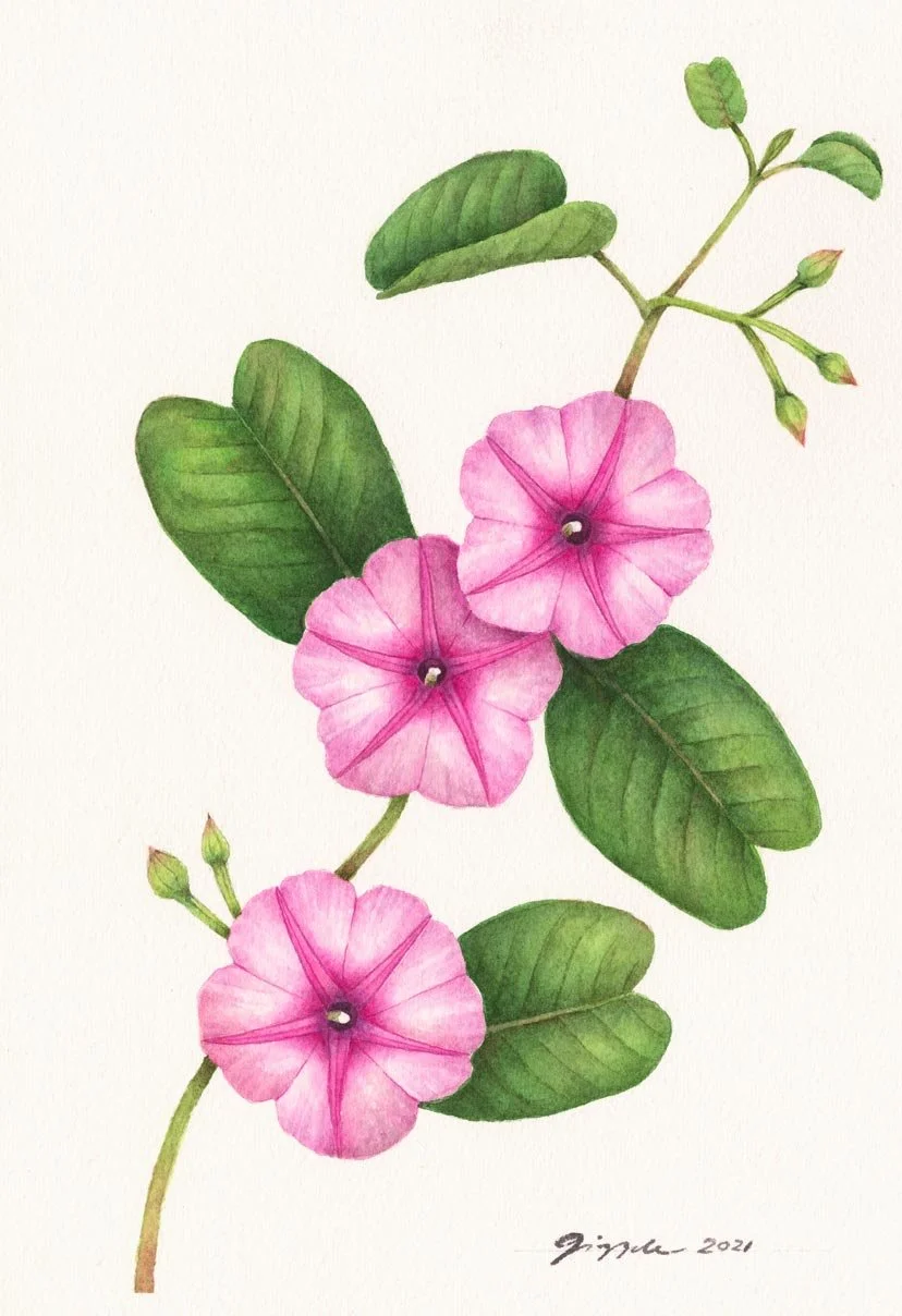 Beach Morning Glory, 2021 Watercolor on paper, 7”x10”