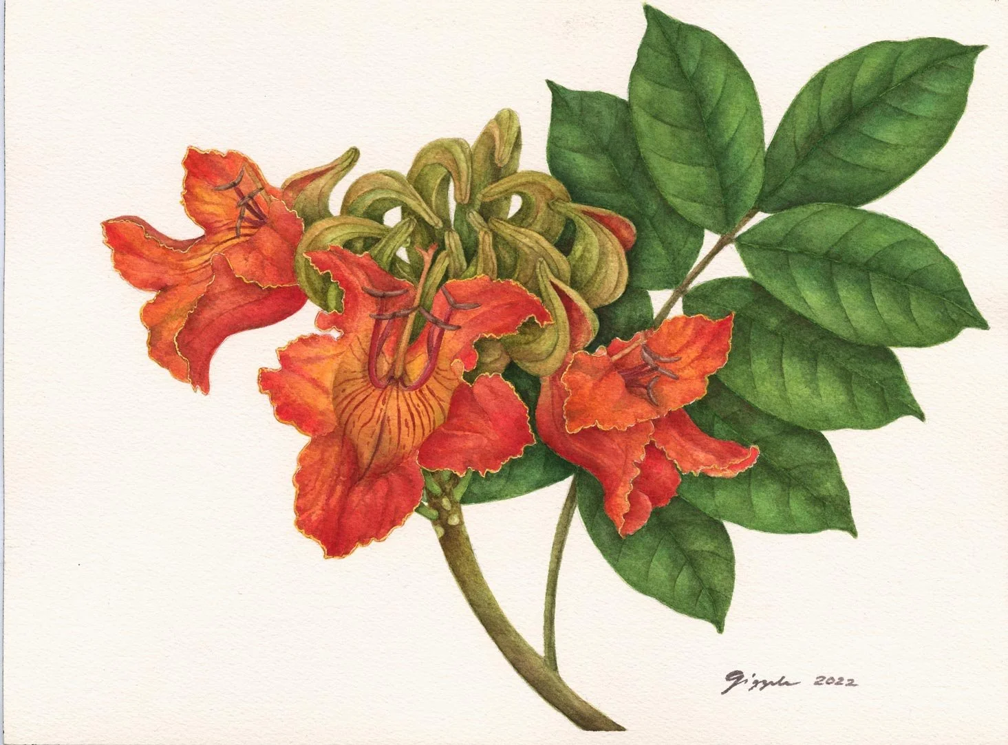 African Tulip Tree, 2022
Watercolor on paper, 9”x10”
