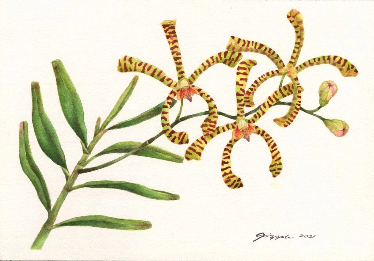 Spider Orchid, 2021 Watercolor on paper, 7”x10”