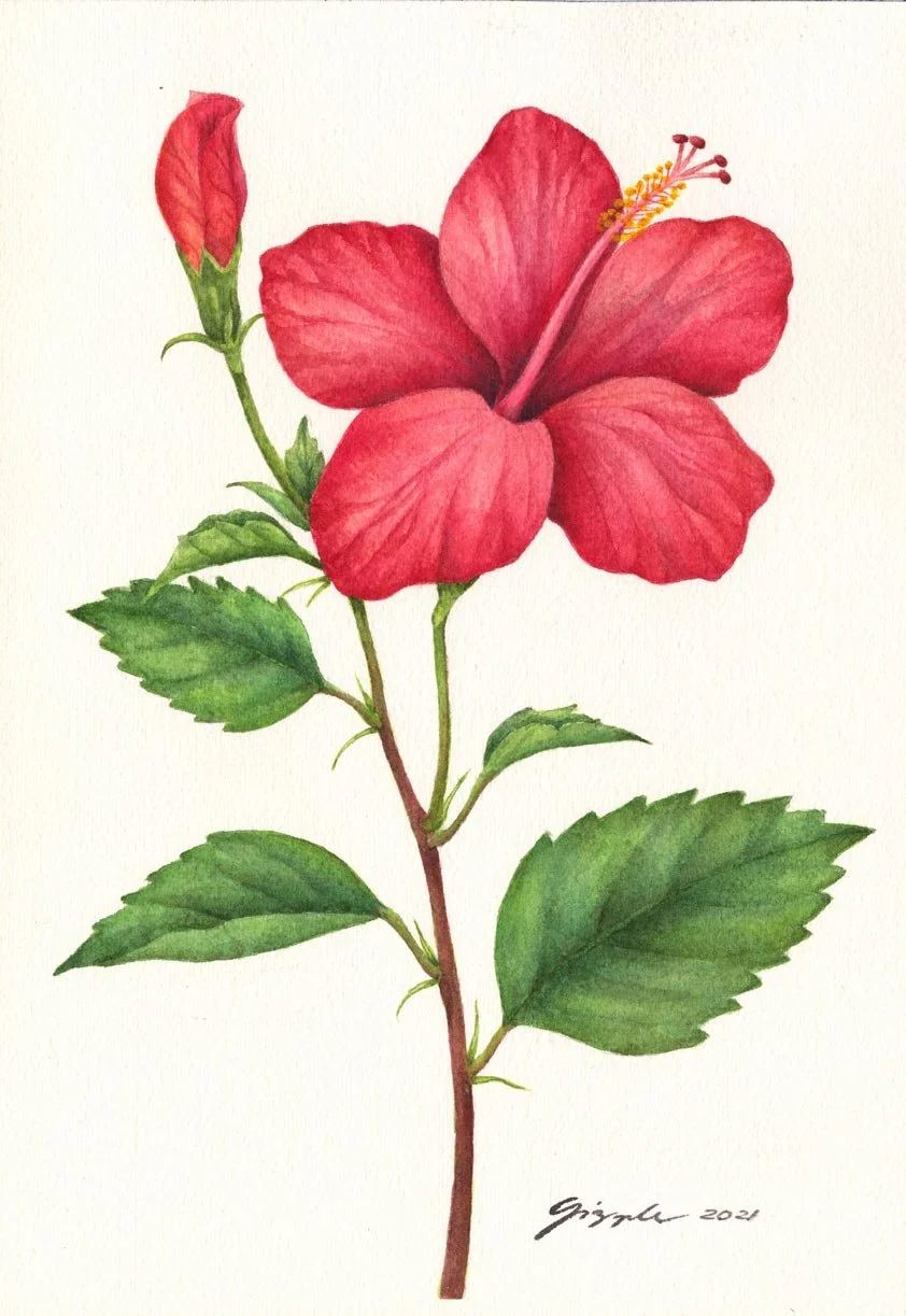 Gumamela, 2021 Watercolor on paper, 7”x10”