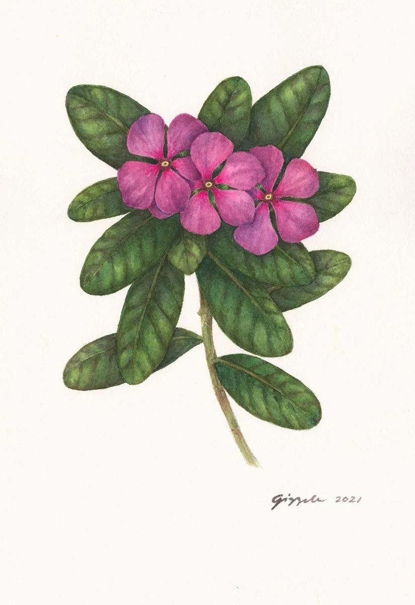 Tsitsirikang-pula, 2021 Watercolor on paper, 7”x10”