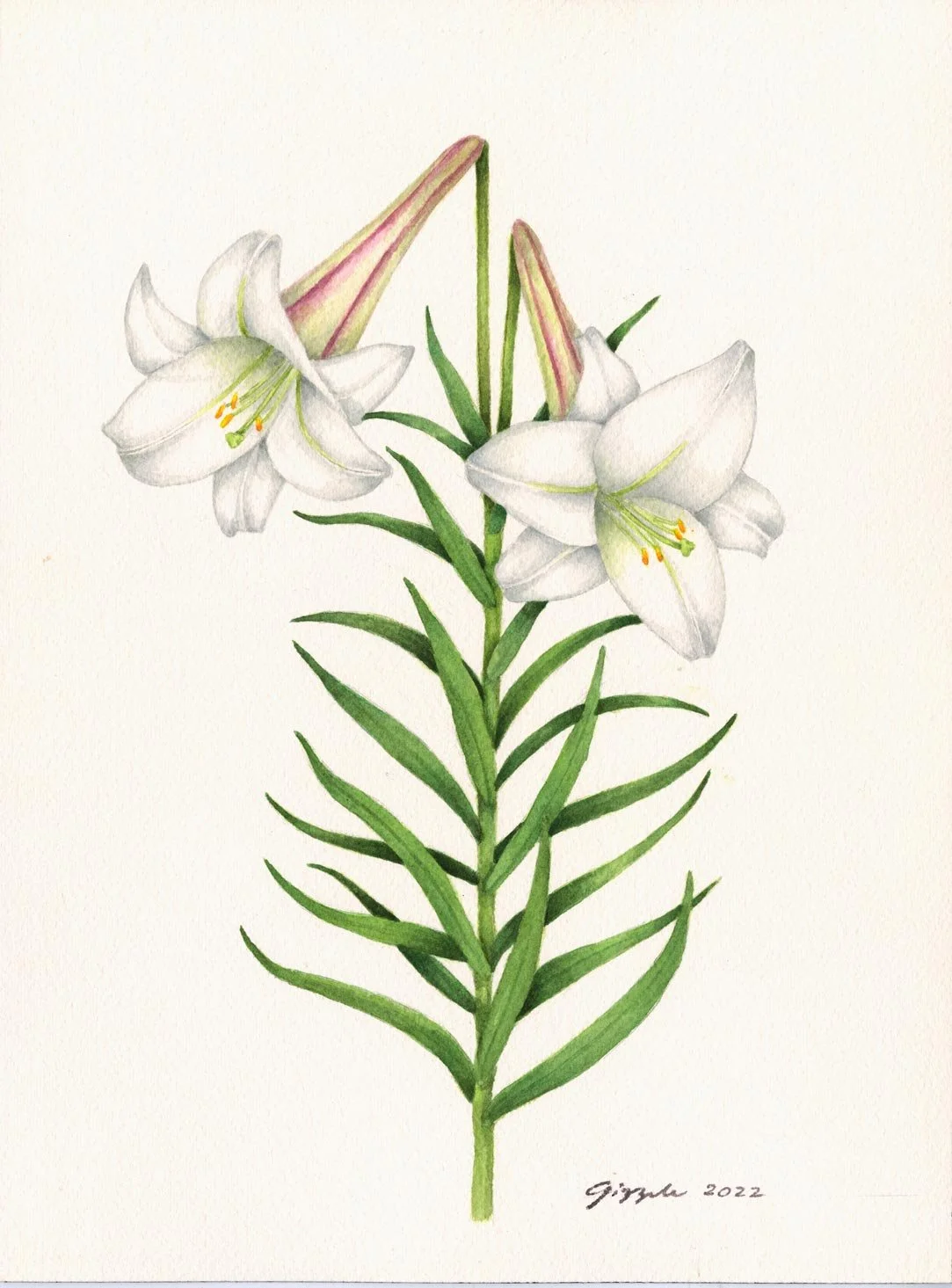 Batanes Lily, 2022 Watercolor on paper, 9”x12”