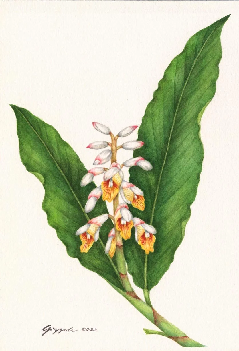 Tagbak-babae, 2022 Watercolor on paper, 7”x10”