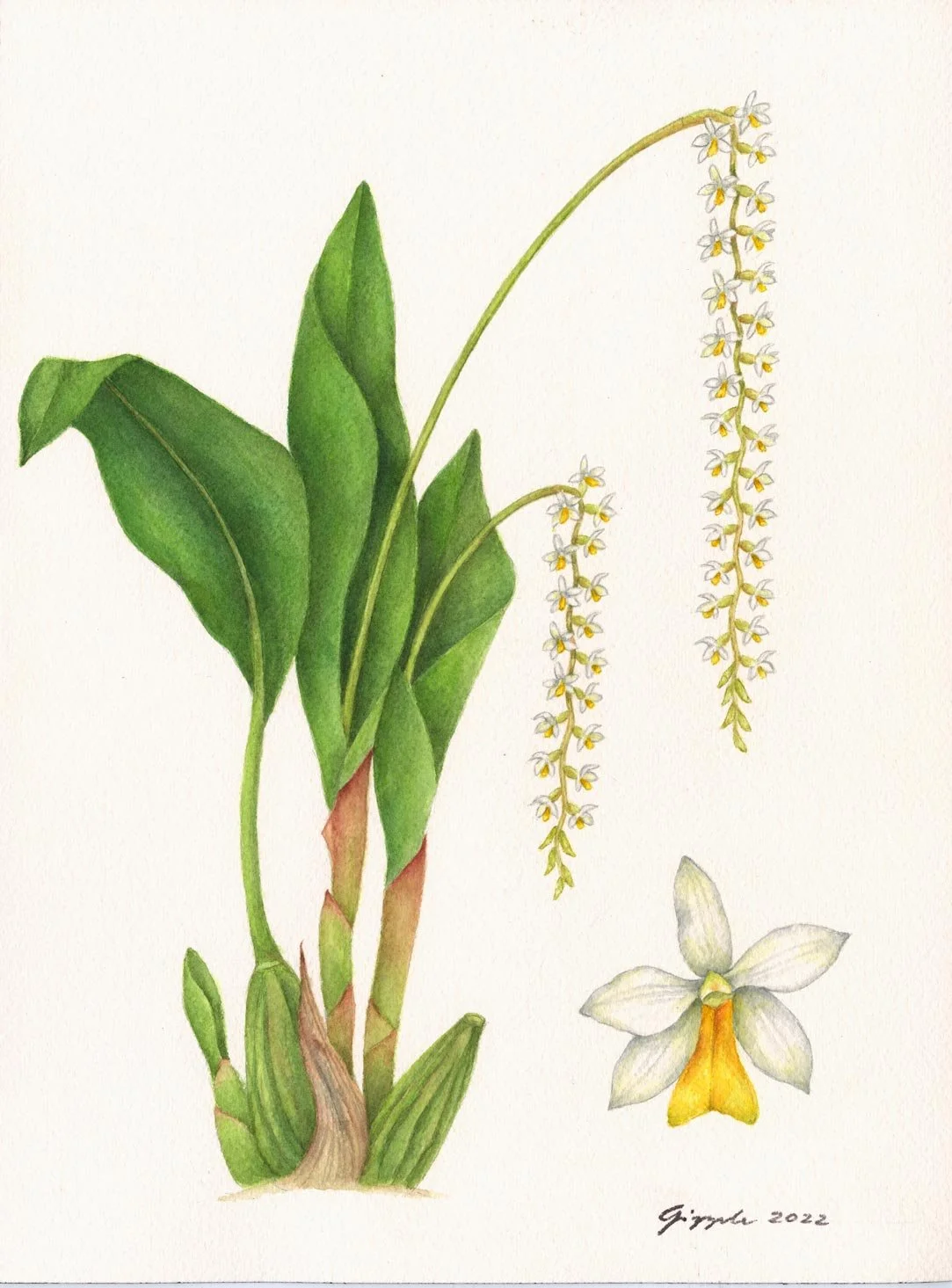 Cobb's Dendrochilum, 2022 Watercolor on paper, 7”x10”