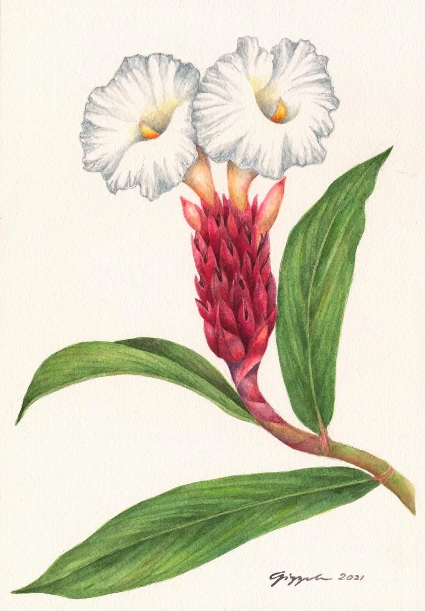 Spiral Ginger, 2021 Watercolor on paper, 9”x12”