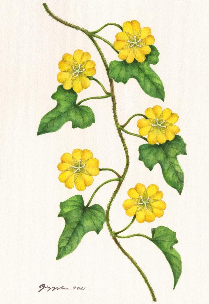 Ivy Woodrose, 2021 Watercolor on paper, 7”x10”