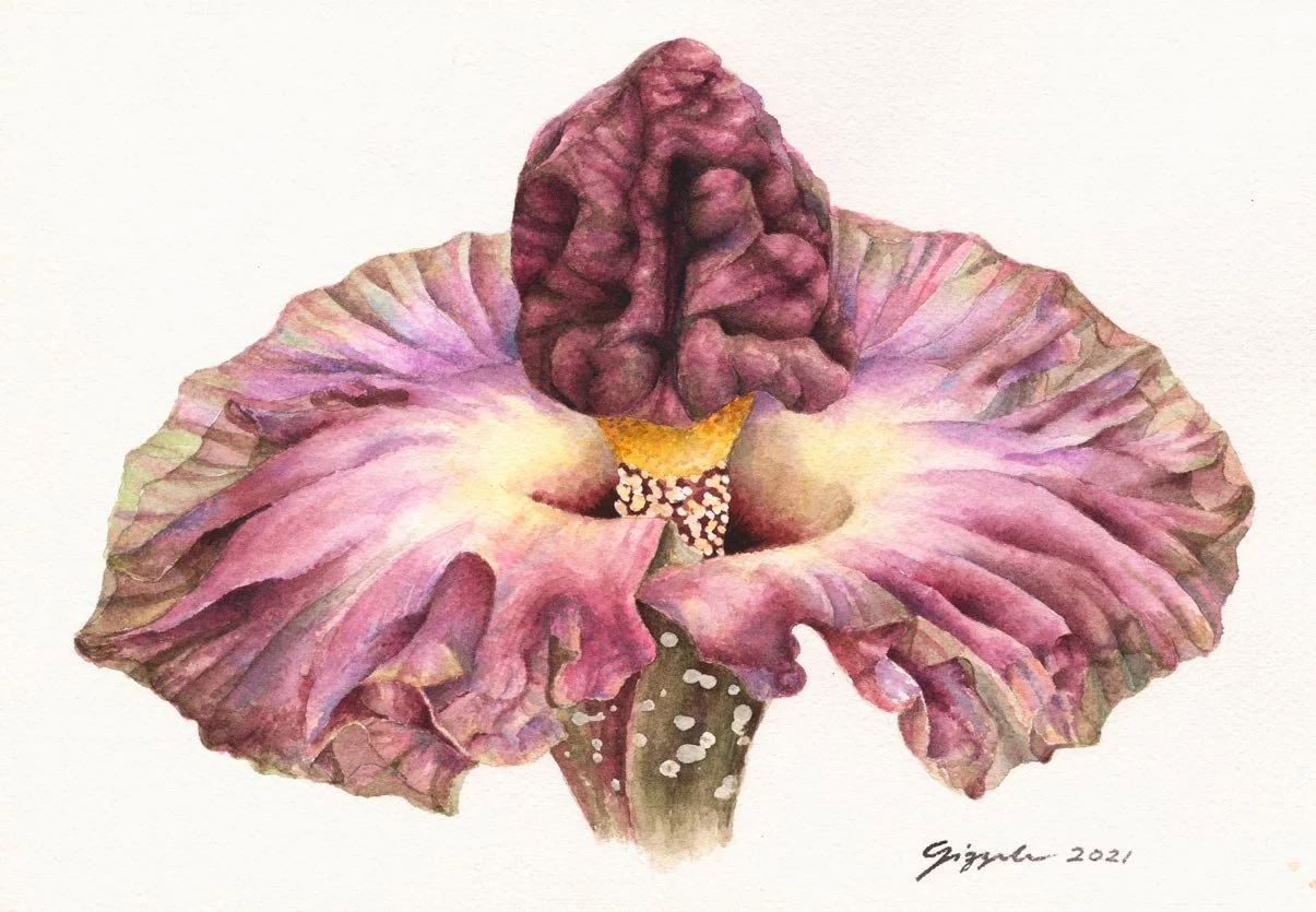Pungapong, 2021 Watercolor on paper, 7”x10” (SOLD)