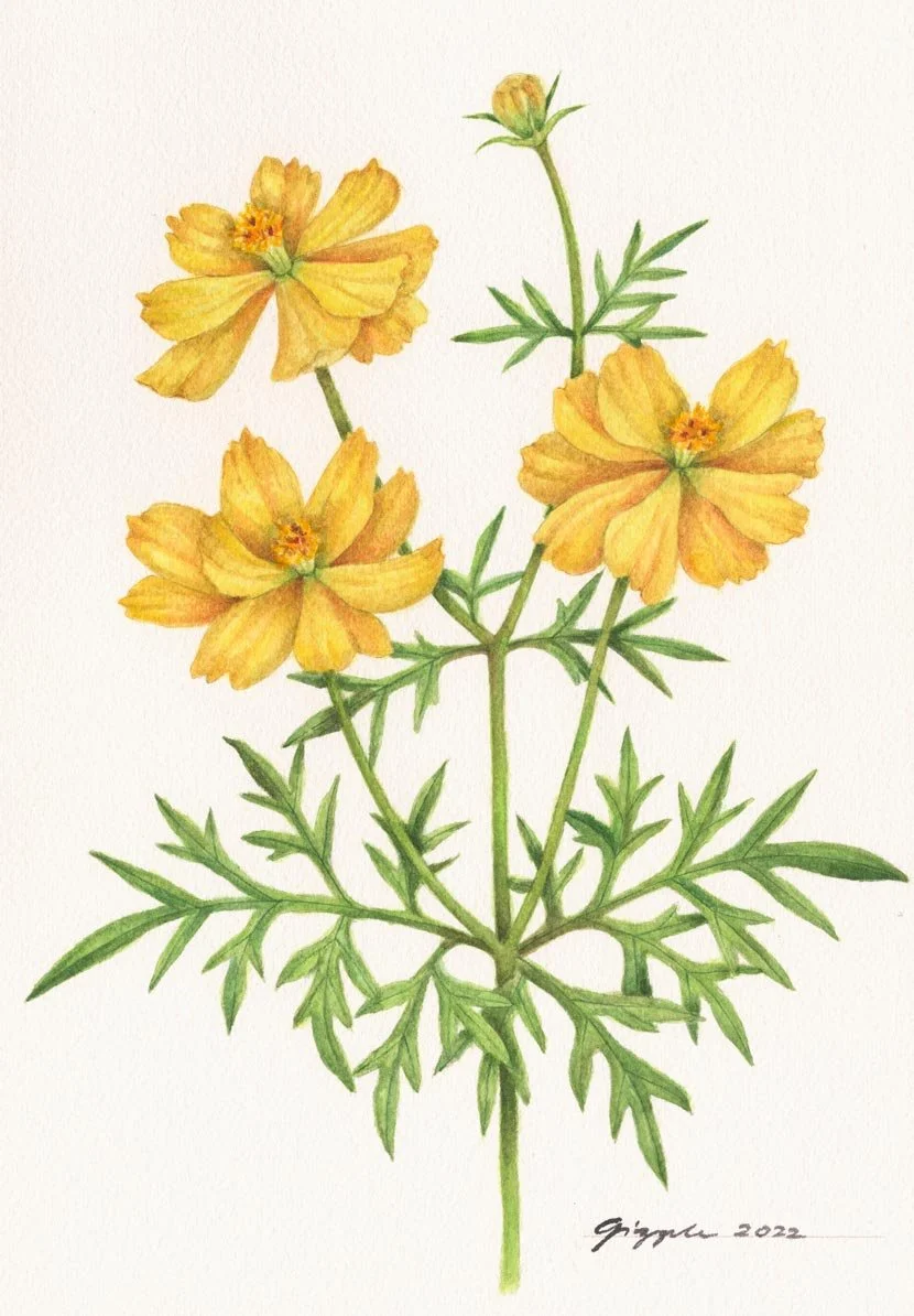 Yellow Cosmos, 2022 Watercolor on paper, 7”x10”