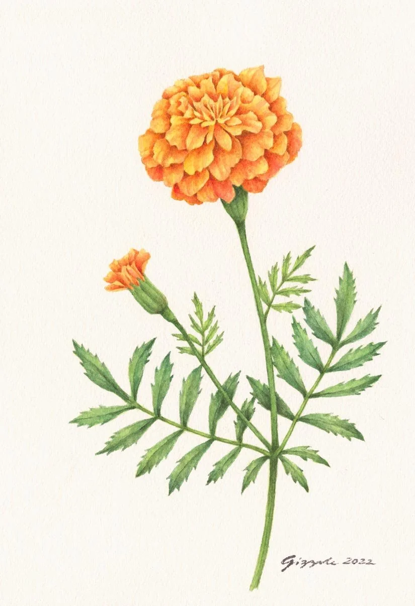 Marigold, 2022 Watercolor on paper, 7”x10” (SOLD)