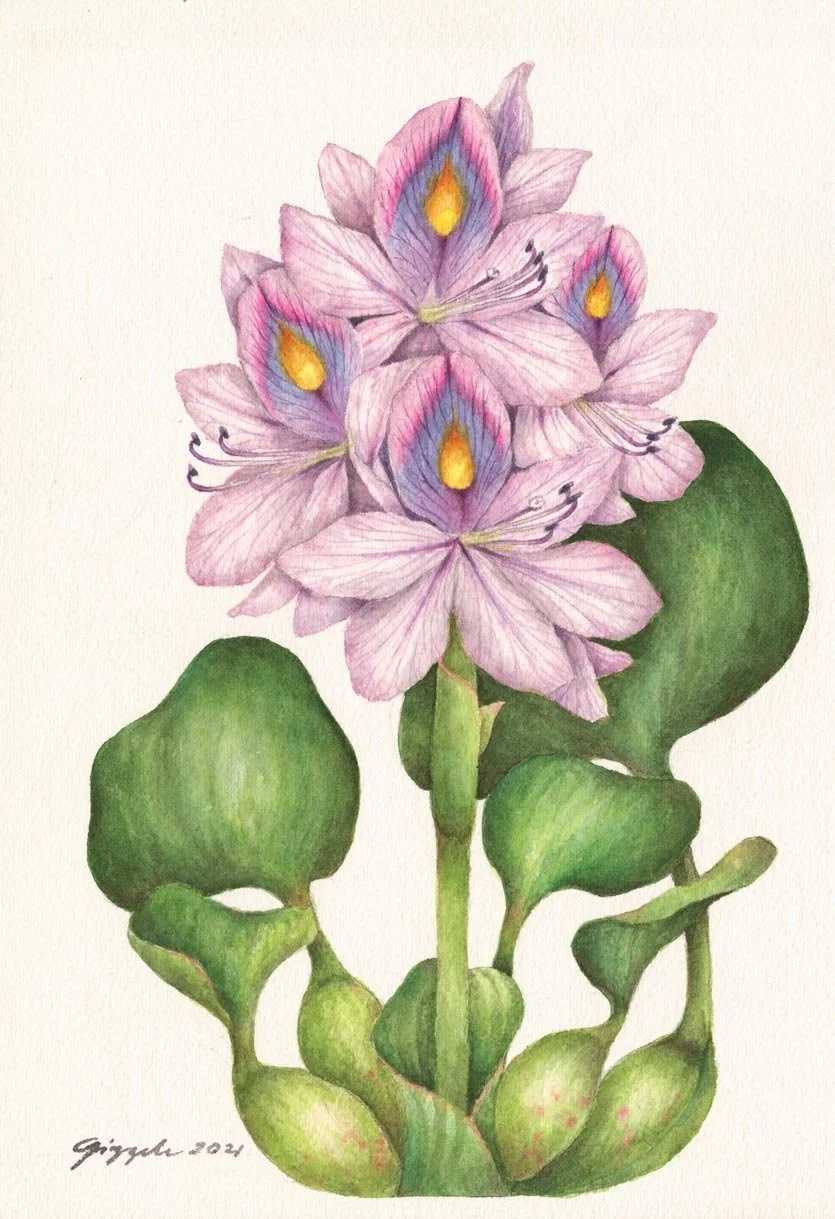 Water Hyacynth, 2021 Watercolor on paper, 7”x10”