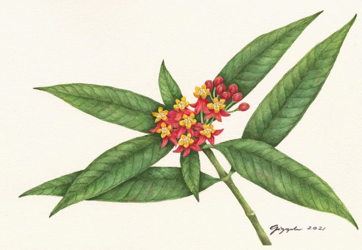 Bulak-damo, 2021 Watercolor on paper, 7”x10”