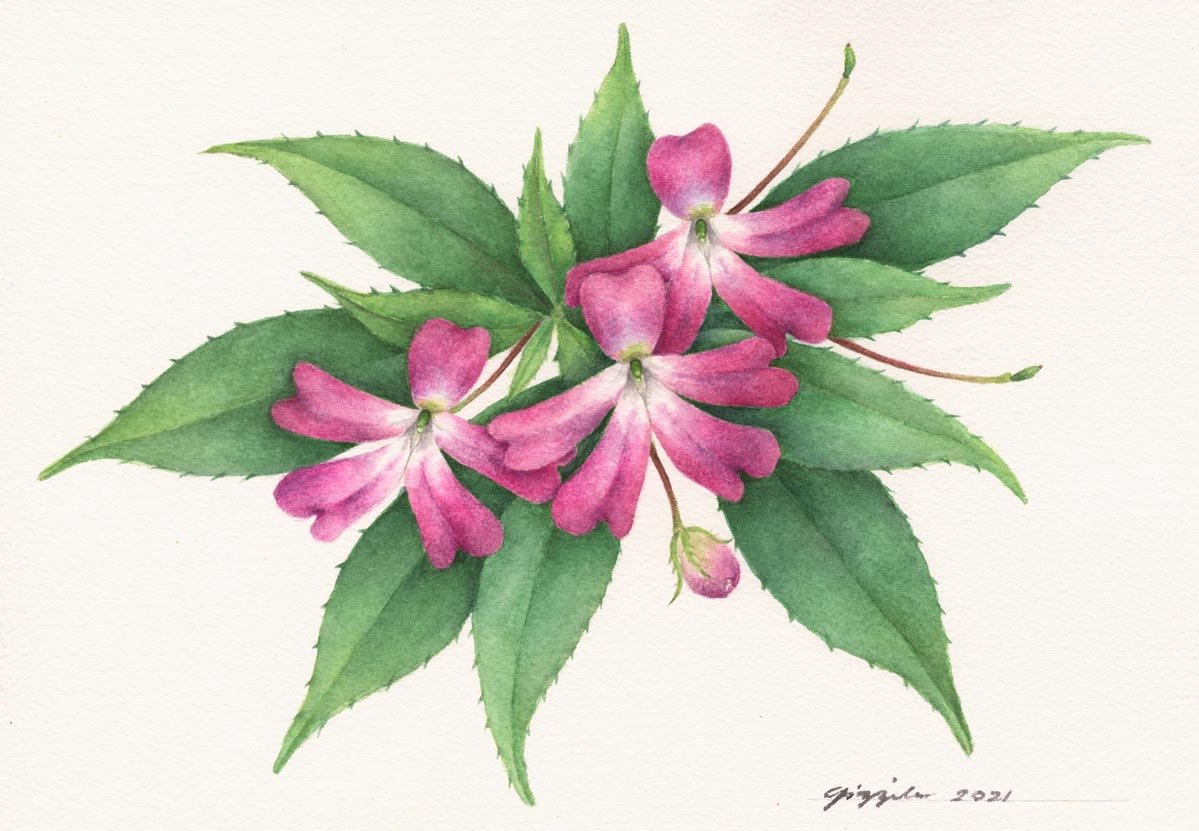 Kamantigeng-Cavite, 2021 Watercolor on paper, 7”x10”