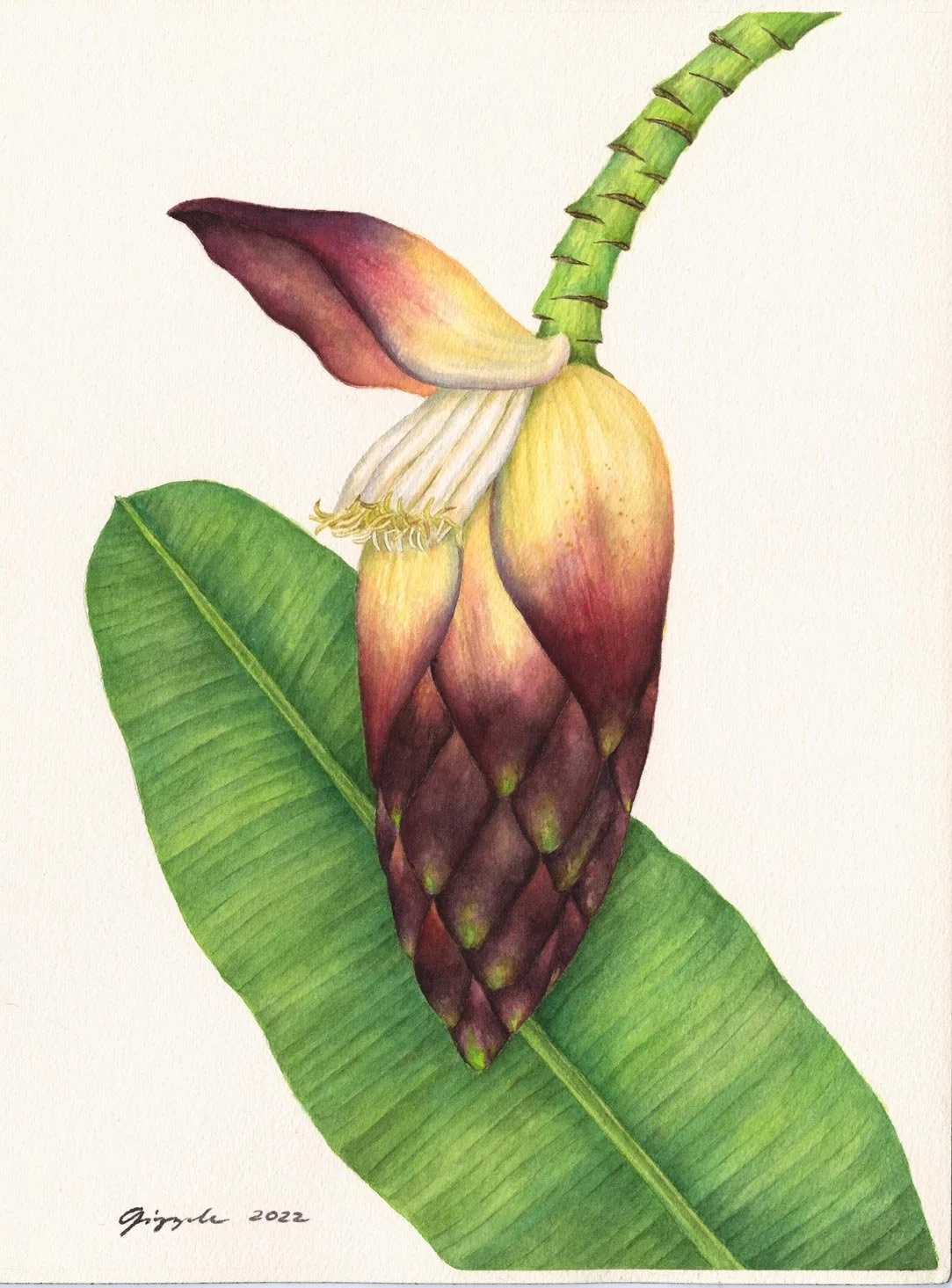 Abaca, 2022 Watercolor on paper, 9”x12”