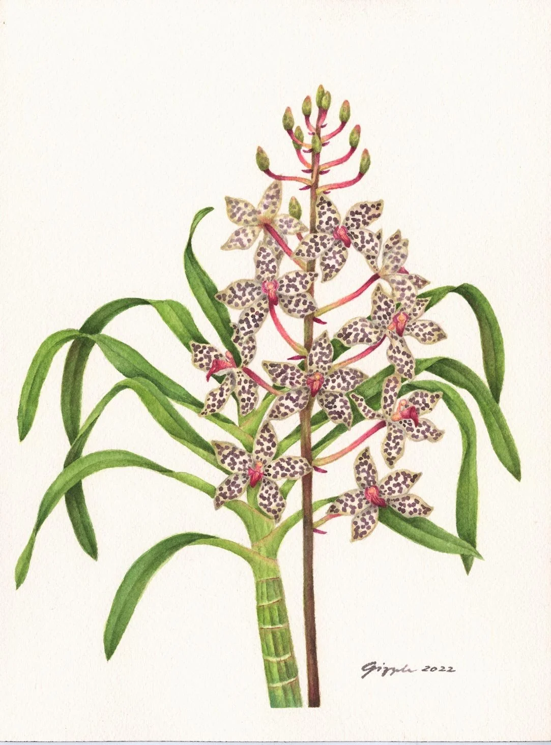 Giant Tiger Orchid, 2022
Watercolor on paper, 9”x12”