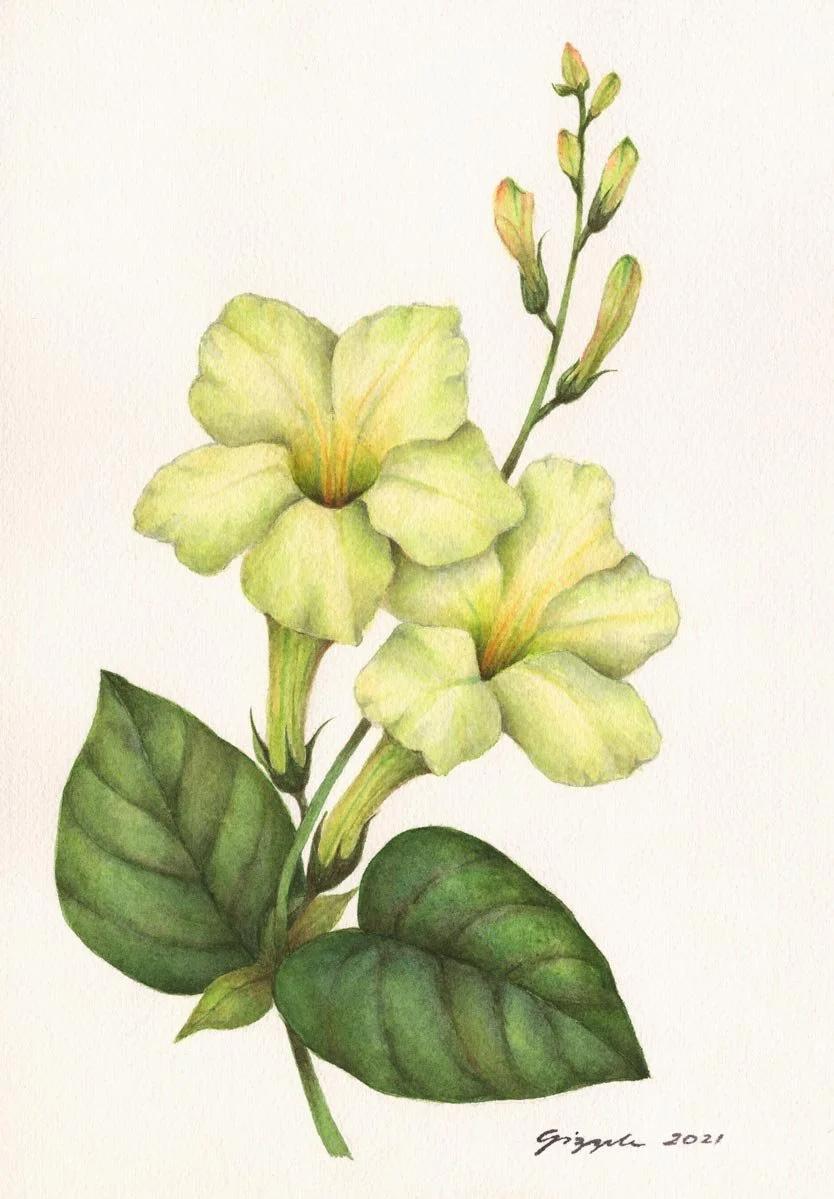 Zamboanganita, 2021 Watercolor on paper, 7”x10”