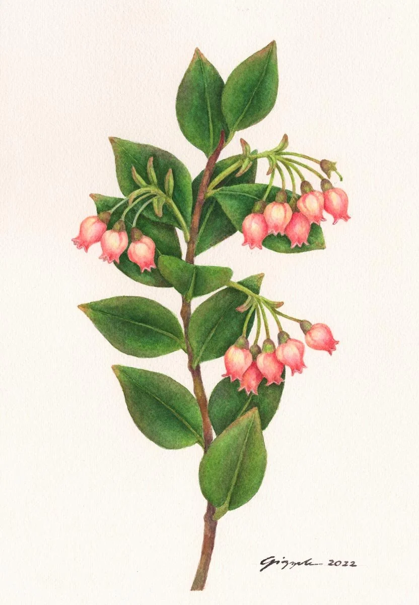 Philippine Blueberry, 2022 Watercolor on paper, 7”x10”