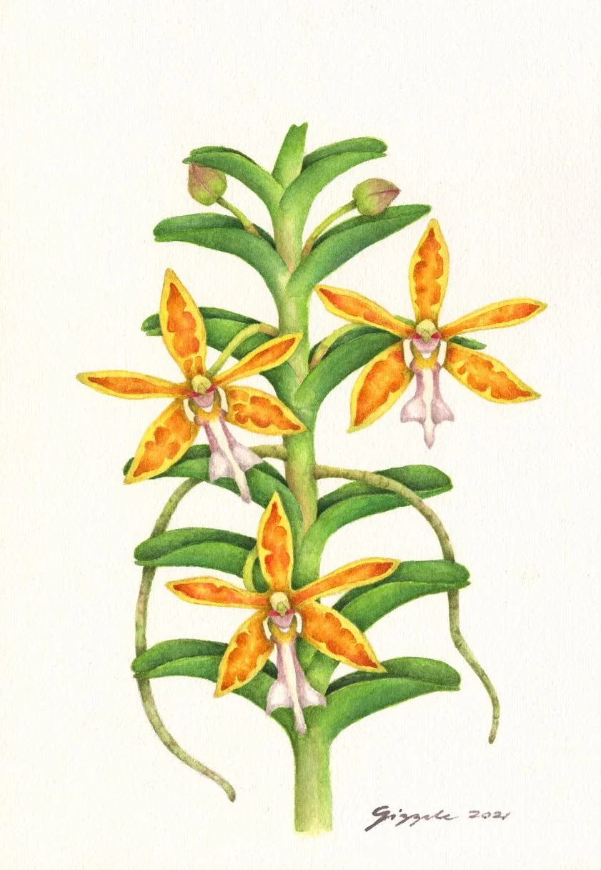 Philippine Trichoglottis, 2021 Watercolor on paper, 7”x10”