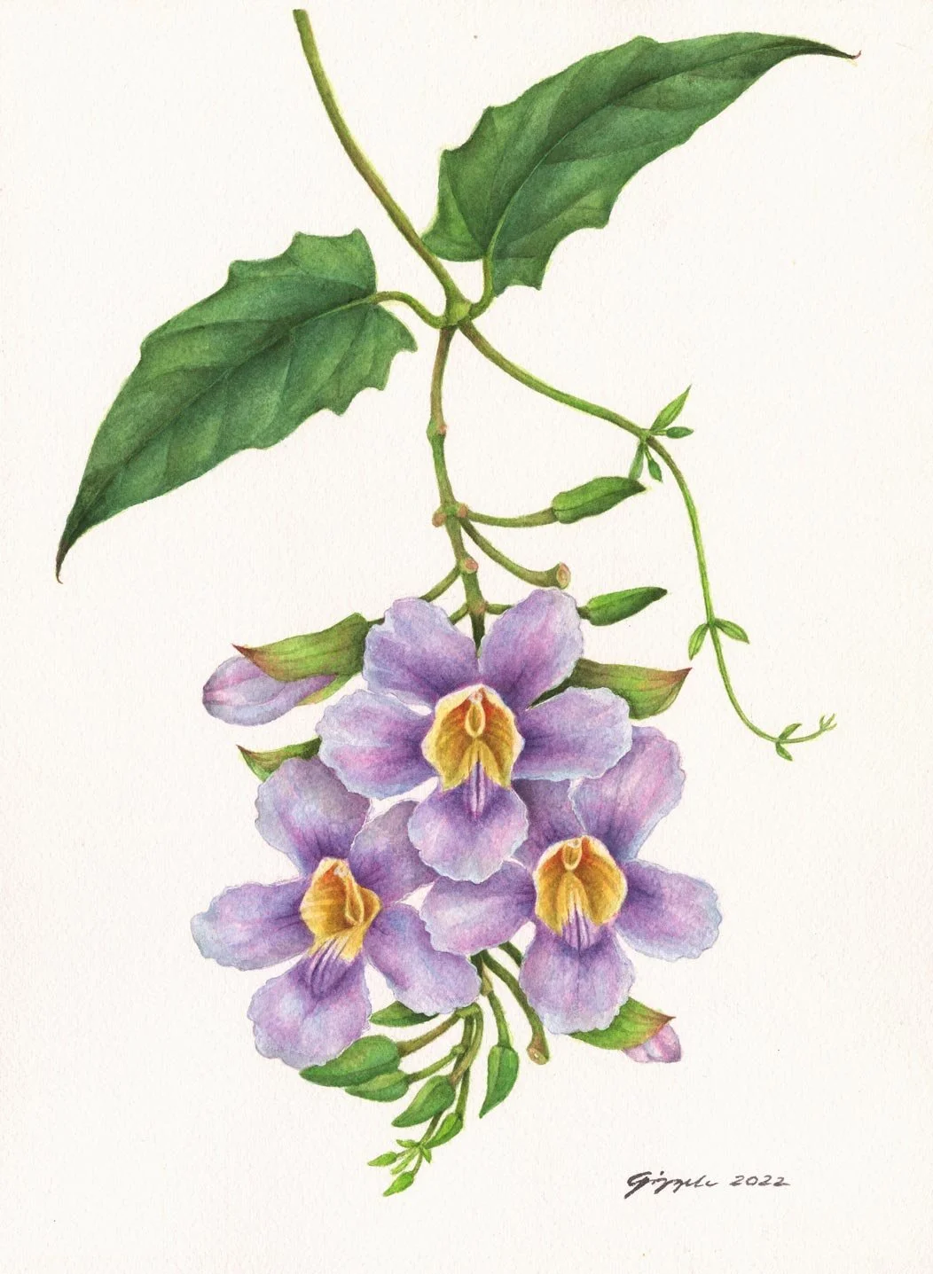 Clockvine, 2022 Watercolor on paper, 9”x12”