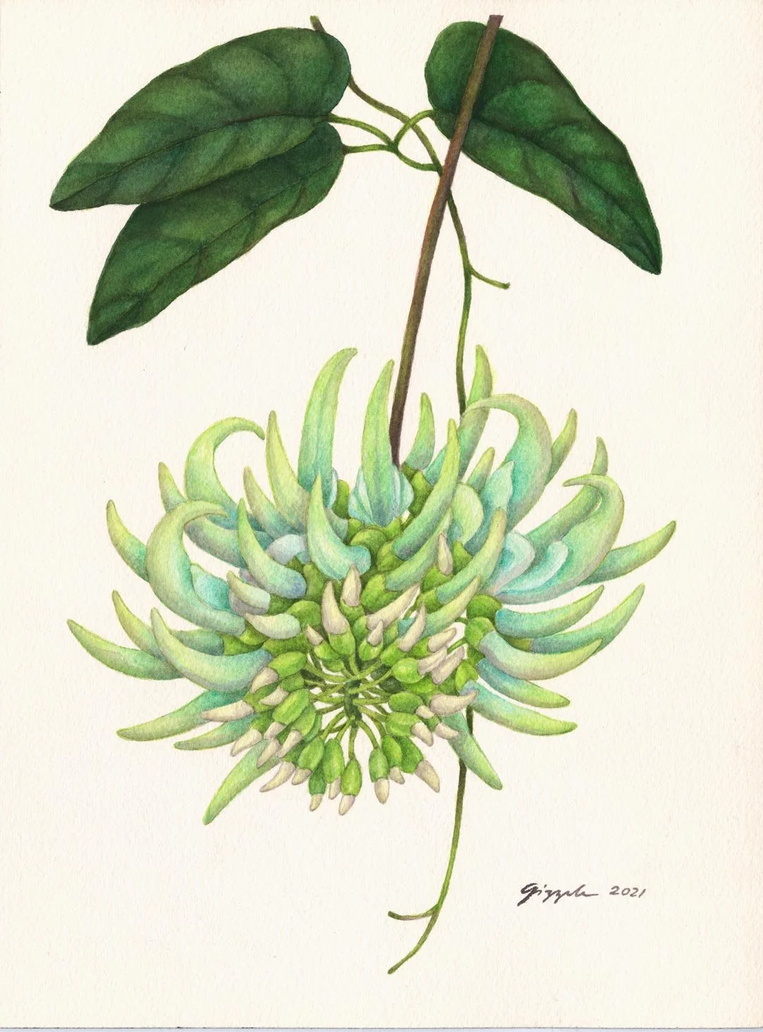 Elmer’s Jade Vine, 2021
Watercolor on paper, 9”x12” (SOLD)