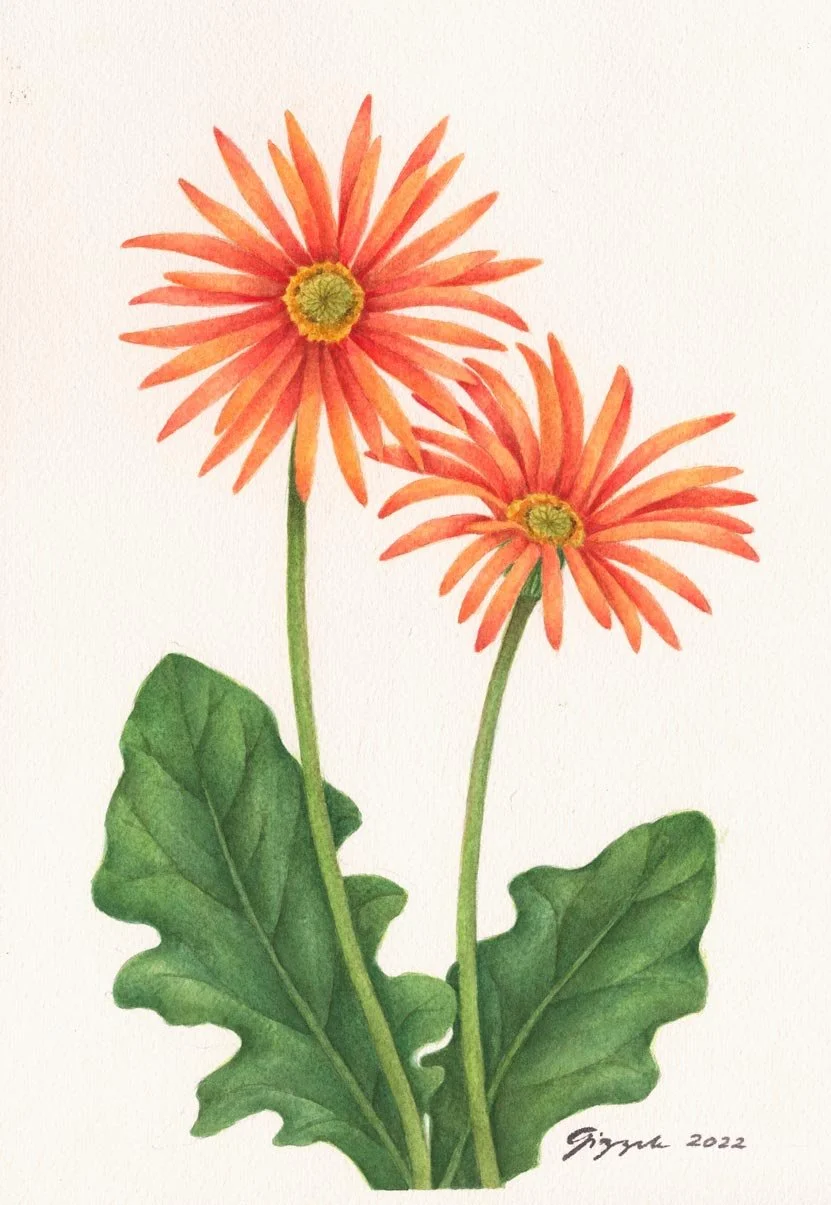 African Daisy, 2022 Watercolor on paper, 7”x10”