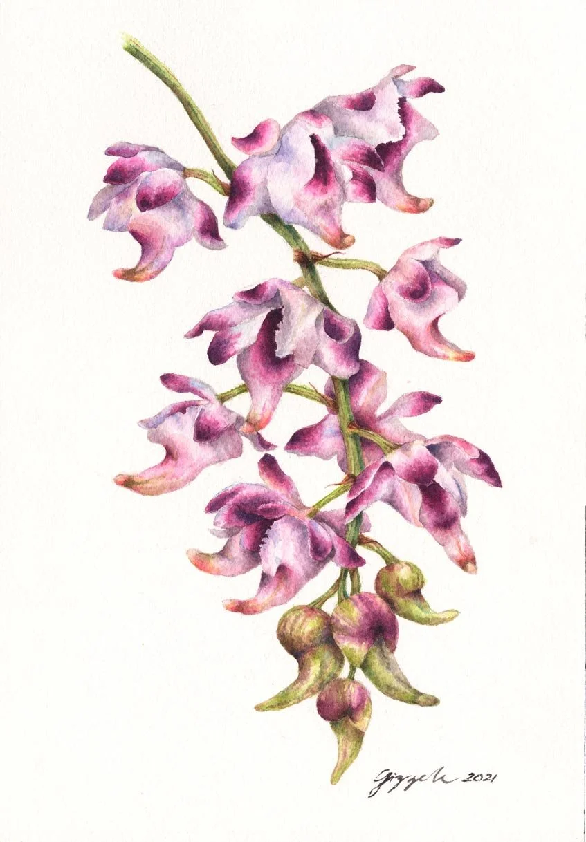 Foxtail Orchid, 2021 Watercolor on paper, 7”x10”