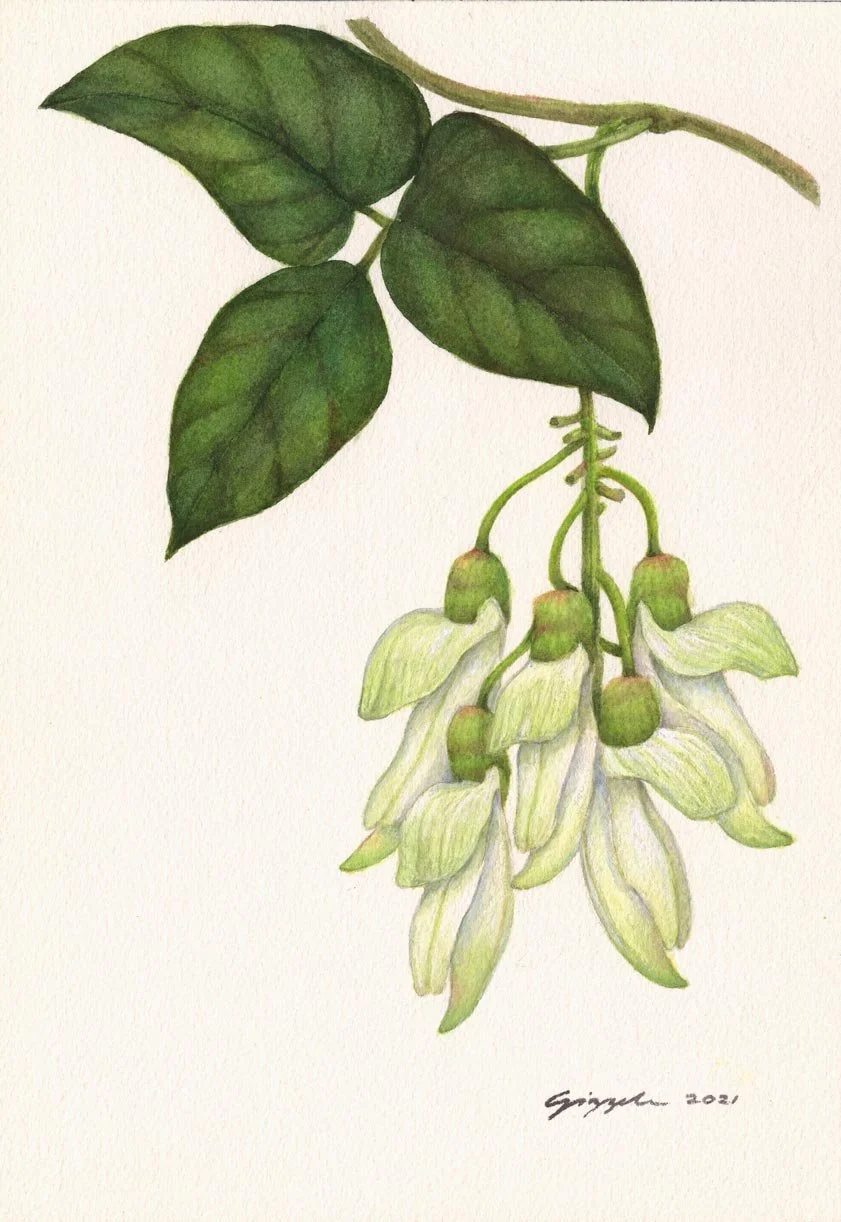 Nipay-puti, 2021 Watercolor on paper, 7”x10”