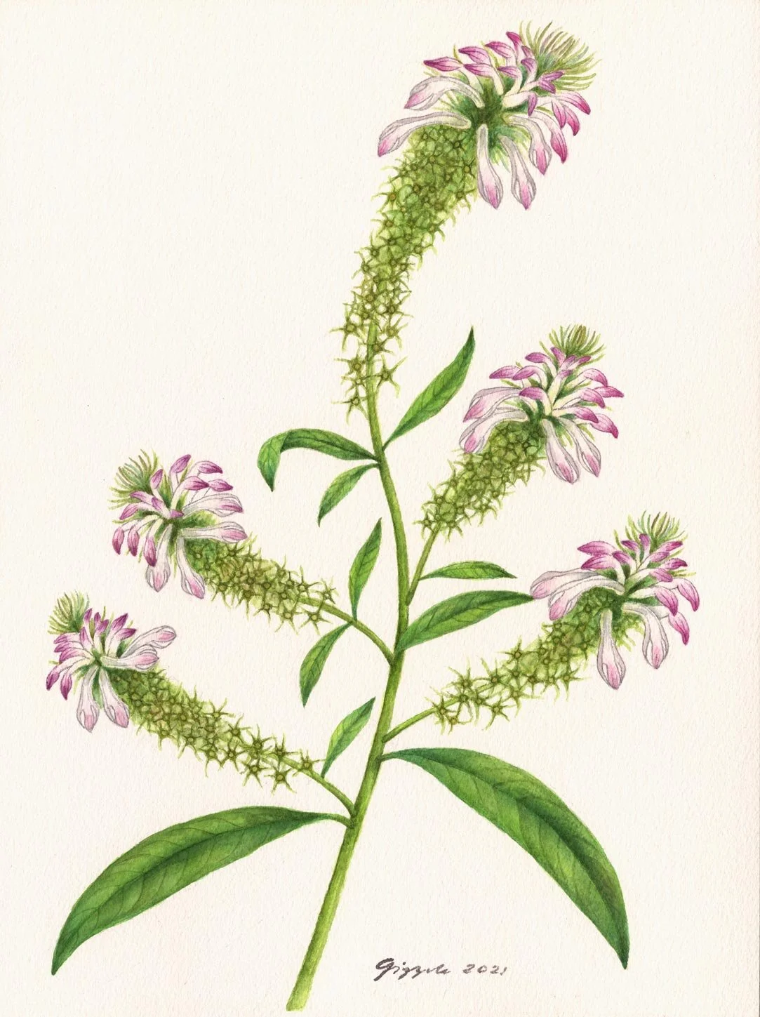 Wild Tobacco, 2021 Watercolor on paper, 9”x12”