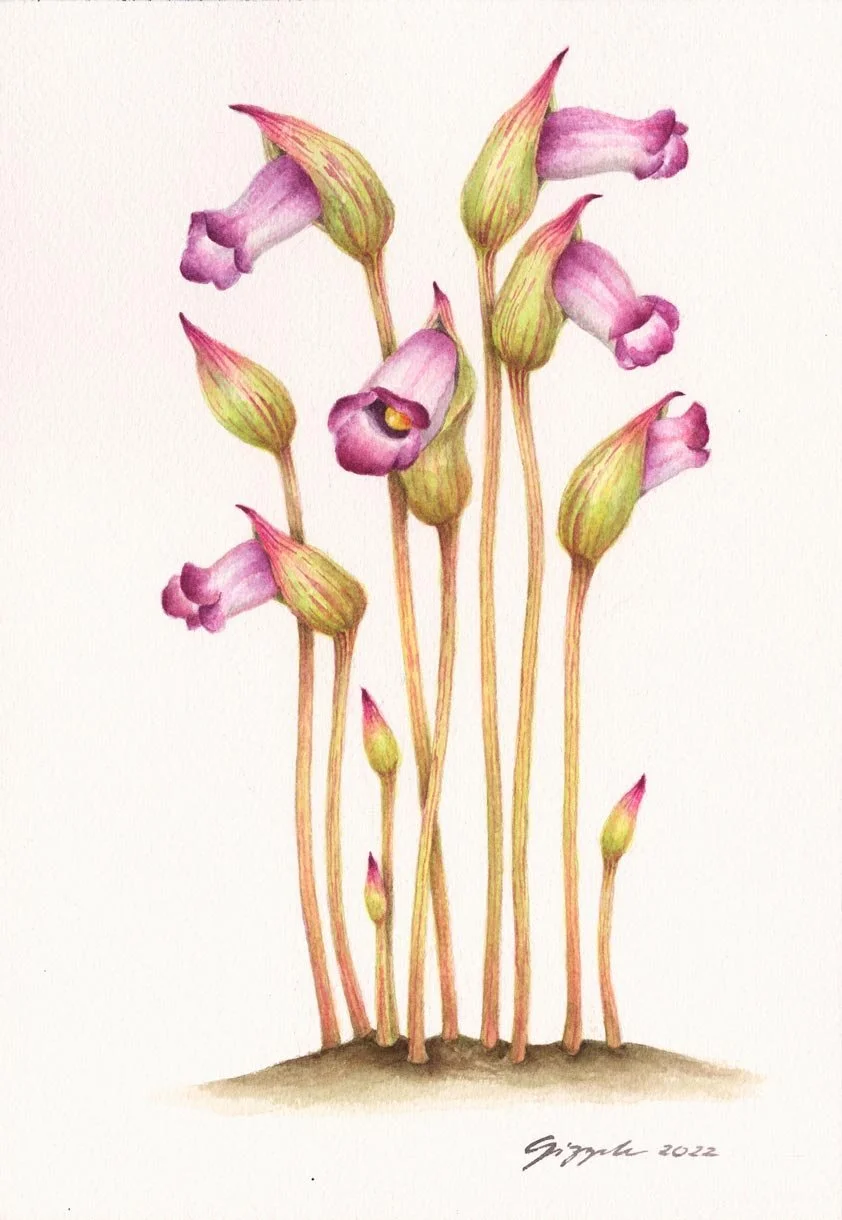 Dapo ng Tubo, 2022 Watercolor on paper, 7”x10”
