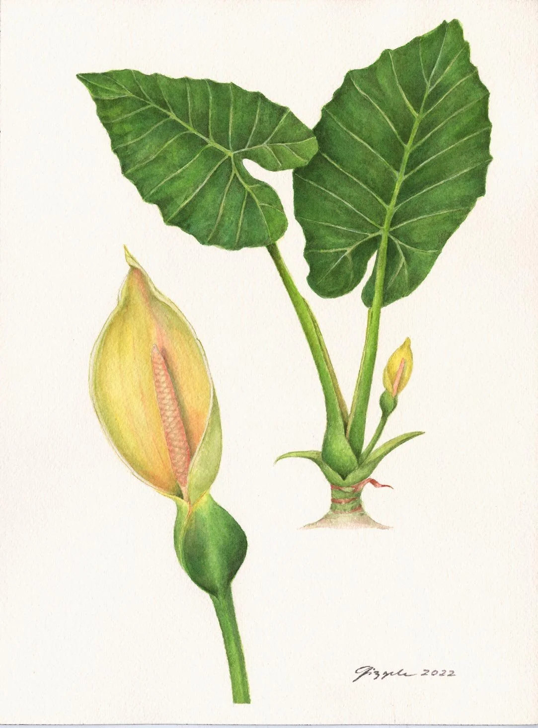 Biga, 2022 Watercolor on paper, 9”x12”