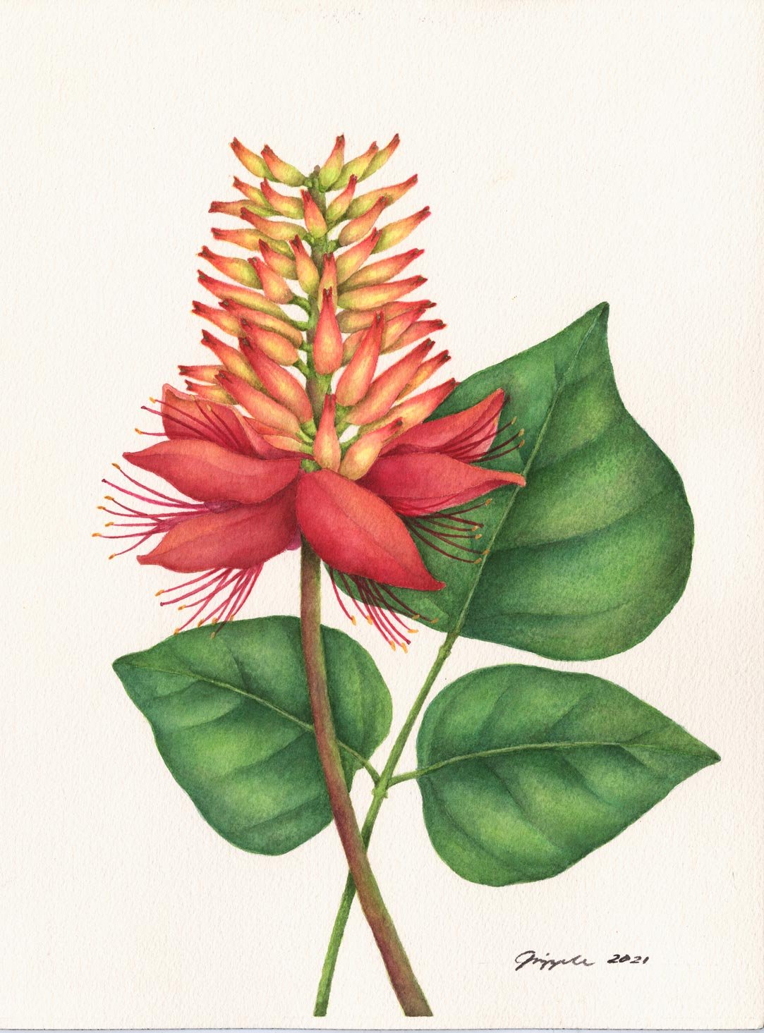 Dapdap, 2021 Watercolor on paper, 9”x12”