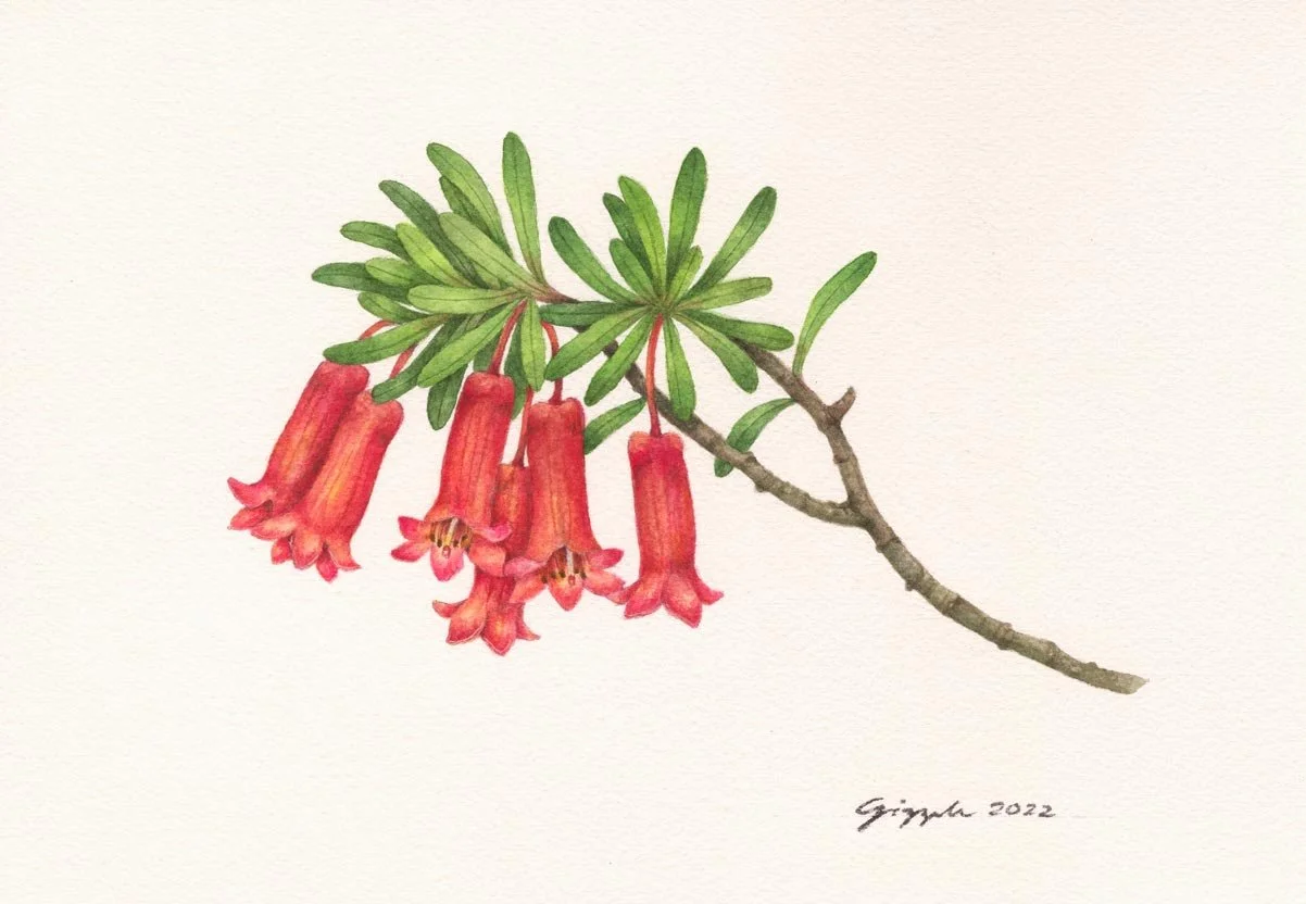 Bikbiki, 2022 Watercolor on paper, 7”x10”
