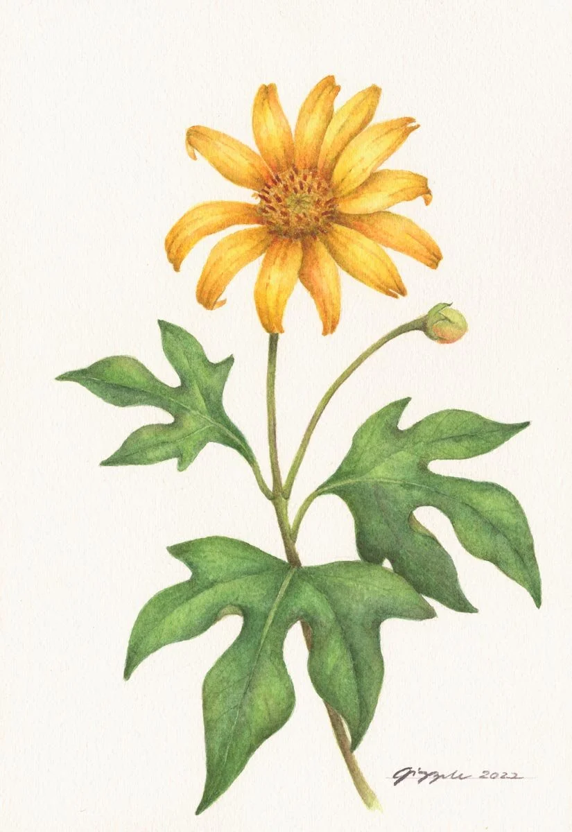 Wild Sunflower, 2022 Watercolor on paper, 7”x10”