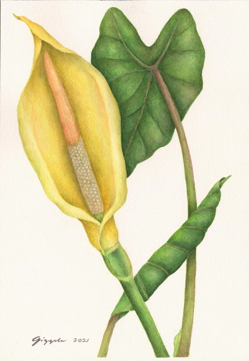 Gabi, 2021 Watercolor on paper, 7”x10”