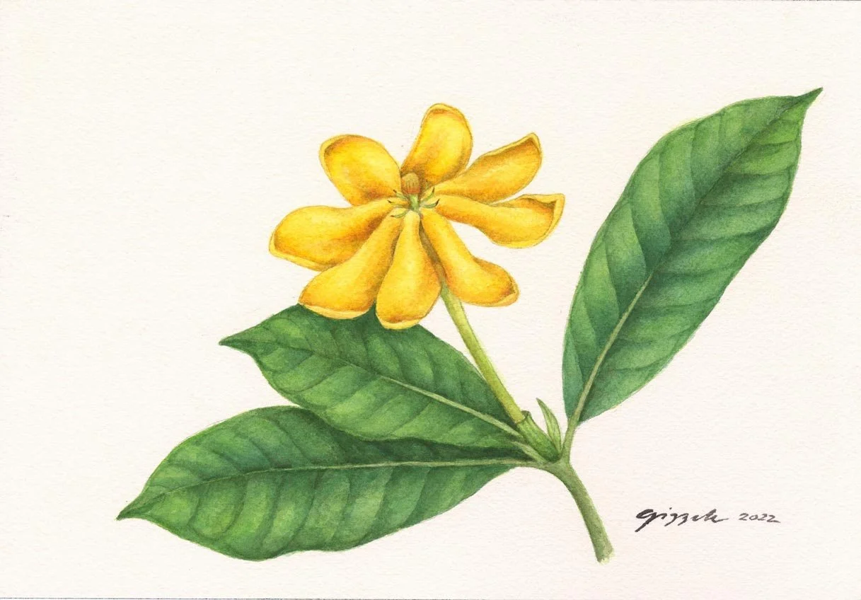 Philippine Gardenia, 2022 Watercolor on paper, 7”x10”