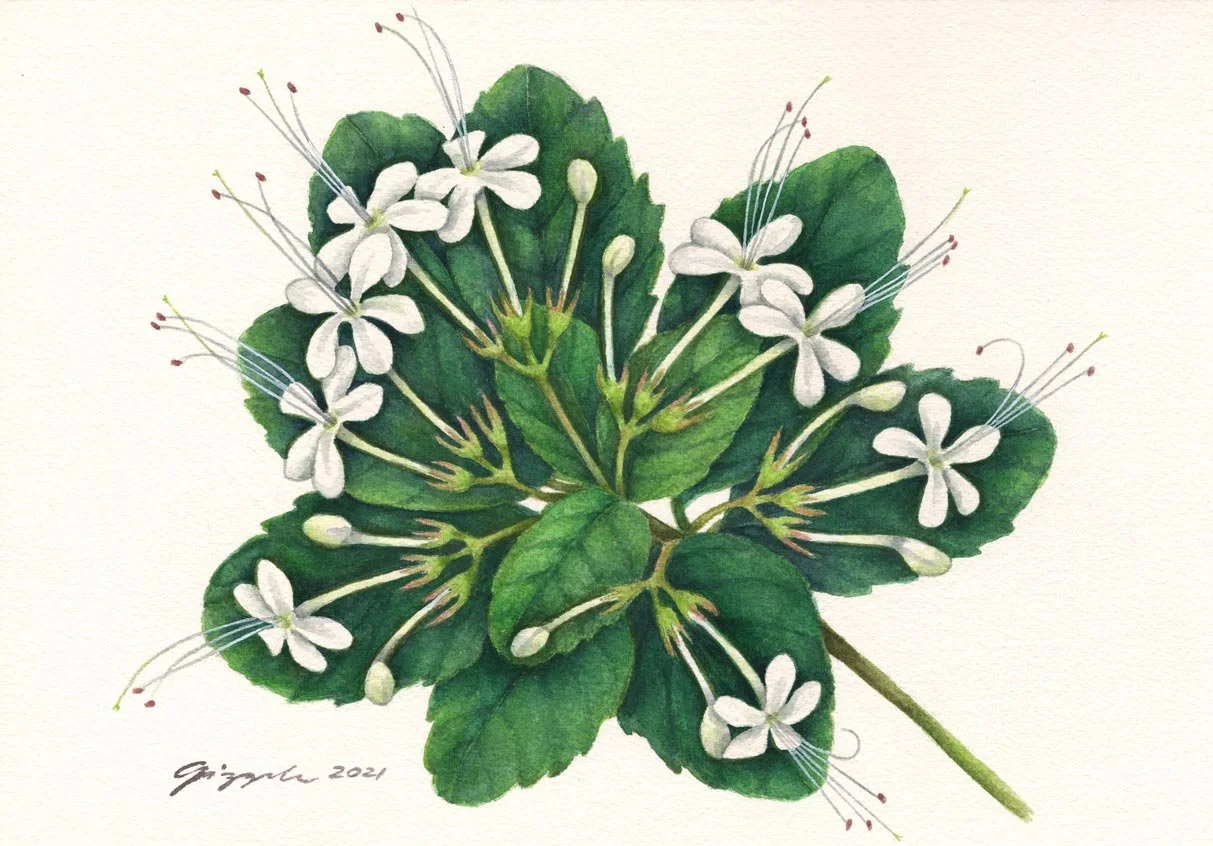White Butterfly Bush, 2021
Watercolor on paper, 7”x10”