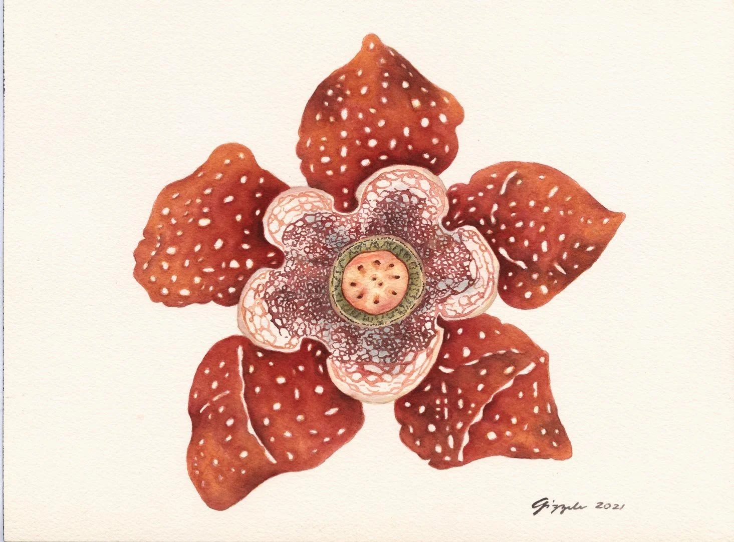 Lobed Rafflesia, 2021 Watercolor on paper, 9”x12”