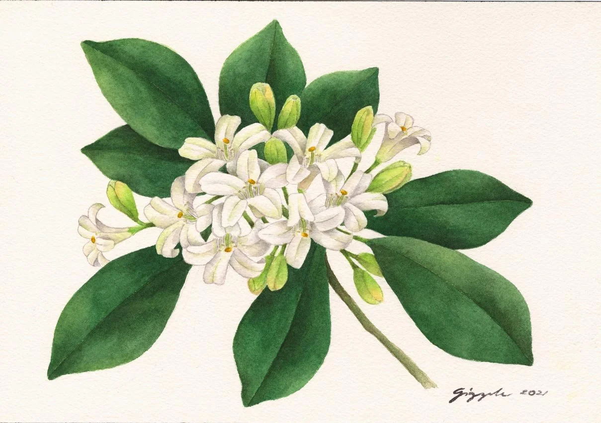 Kamuning, 2021 Watercolor on paper, 7”x10”