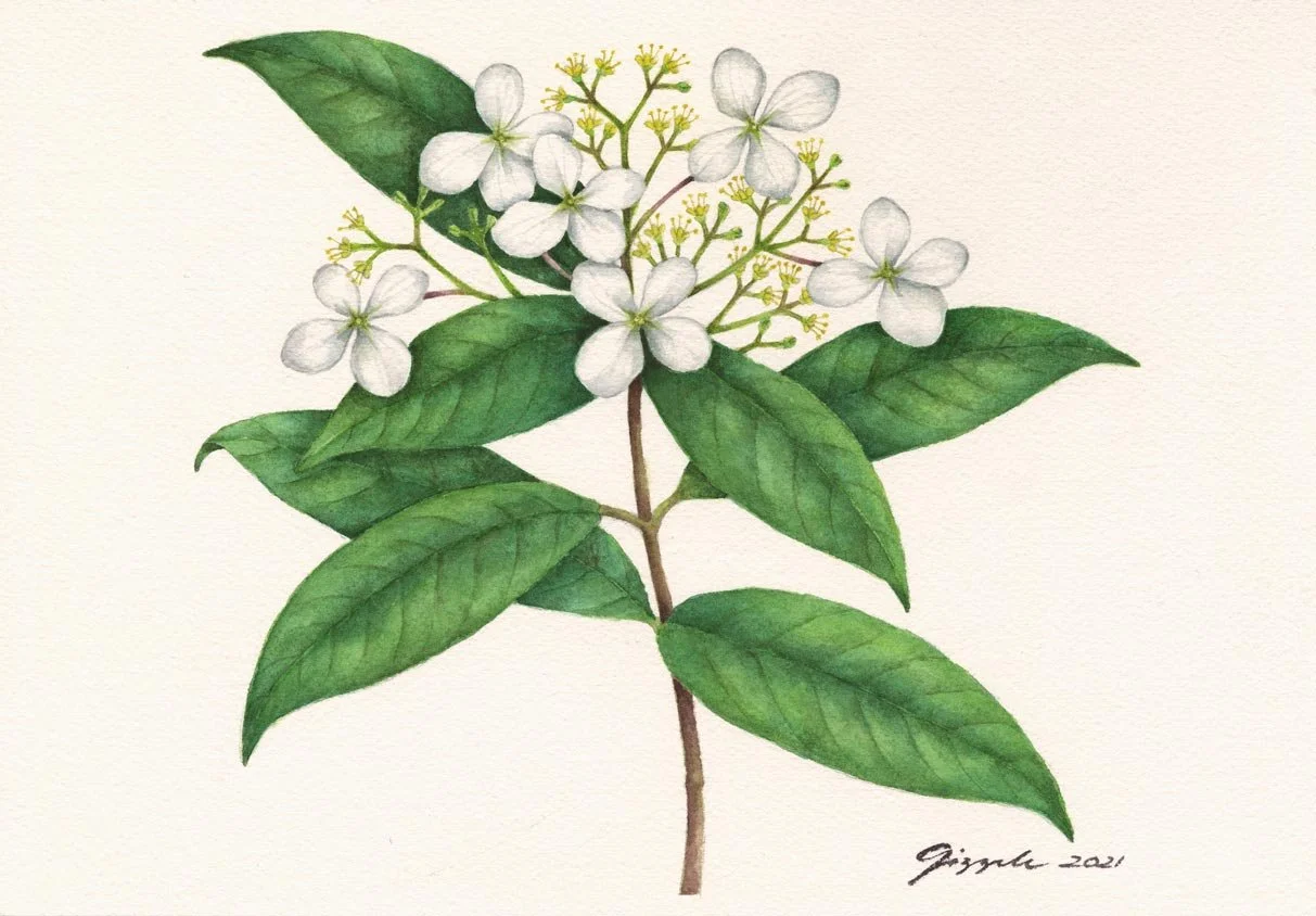Batungol, 2021 Watercolor on paper, 7”x10”