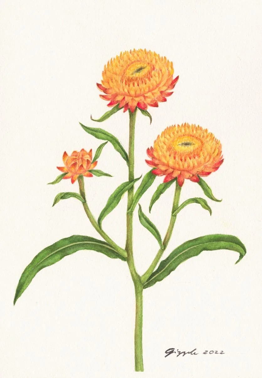 Everlasting, 2022 Watercolor on paper, 7”x10”
